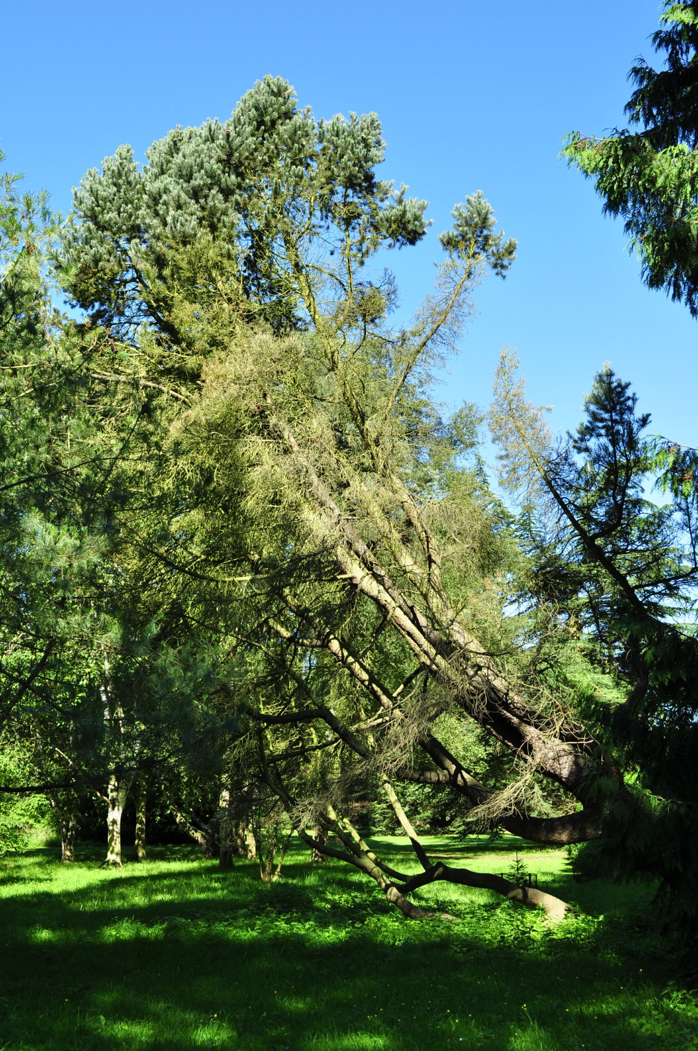 Image of Pinus monophylla