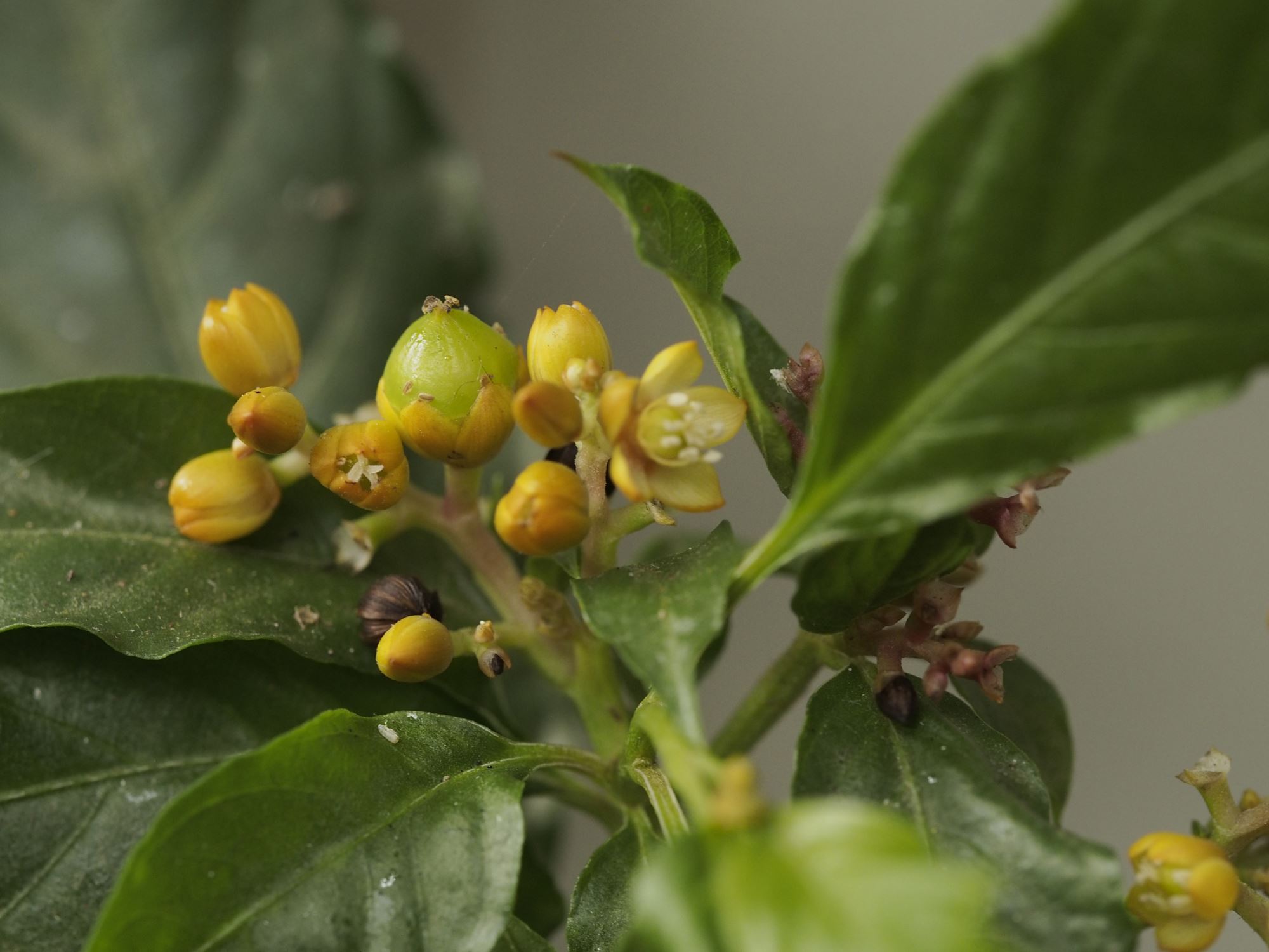 Image of Pleuropetalum darwinii