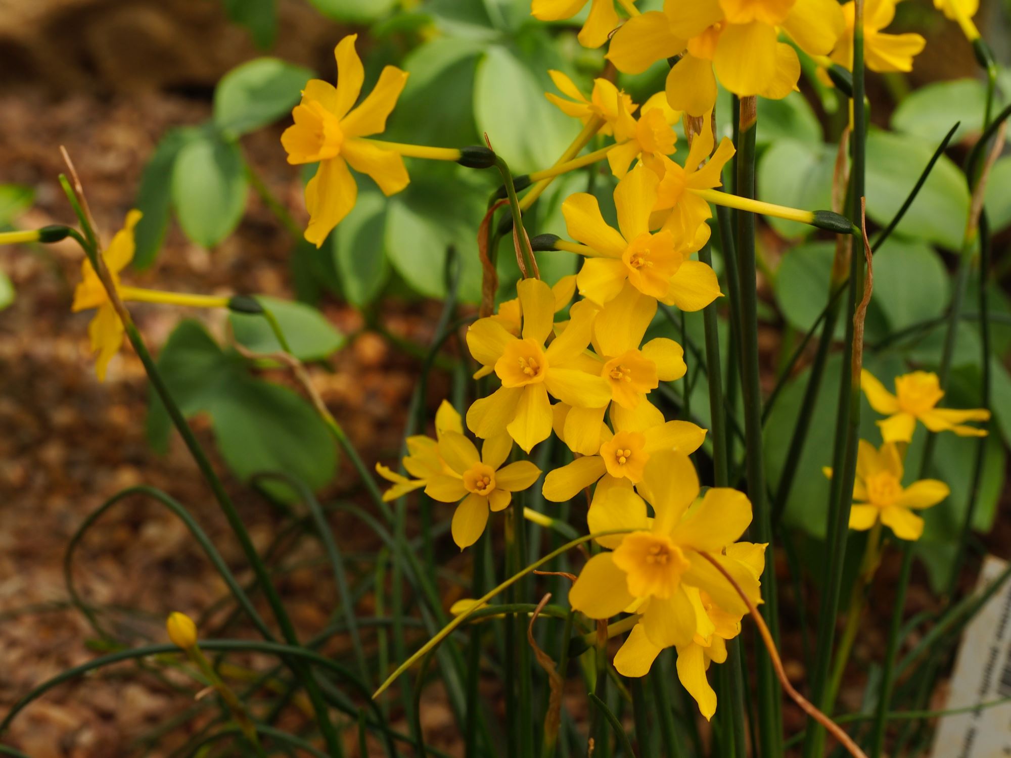 Image of Narcissus flavus