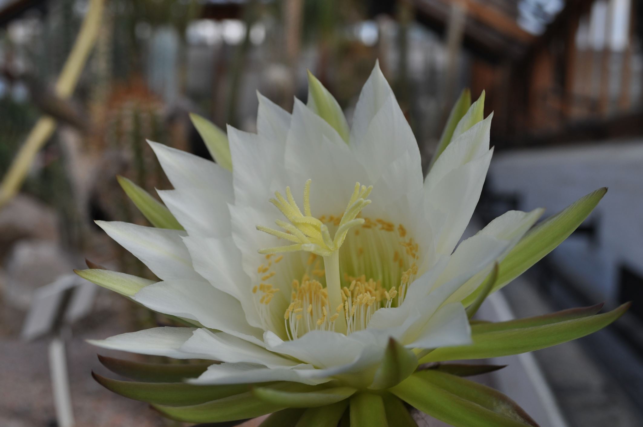 Image of Echinopsis atacamensis subsp. pasacana