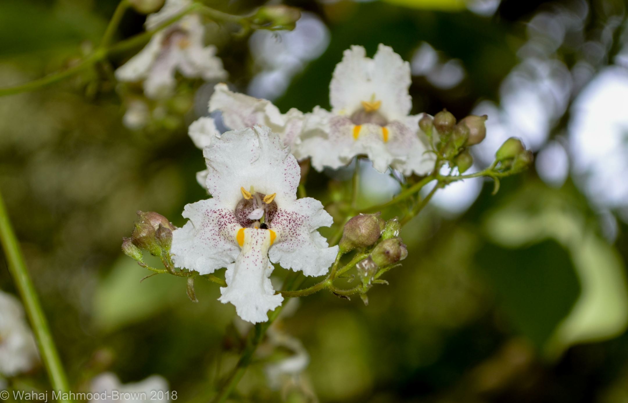 Image of Catalpa Ã— erubescens 'Purpurea'