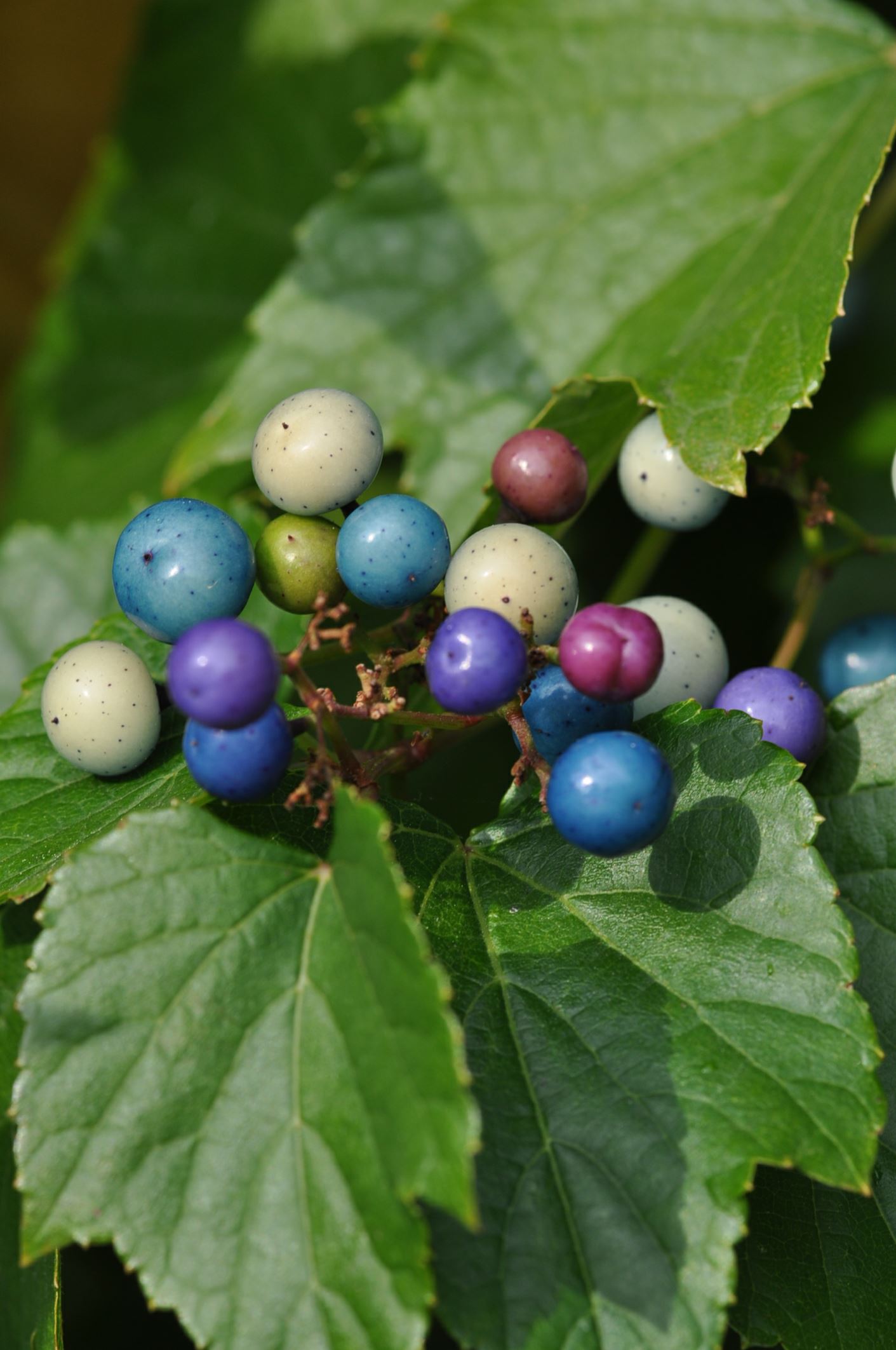 Image of Ampelopsis brevipedunculata