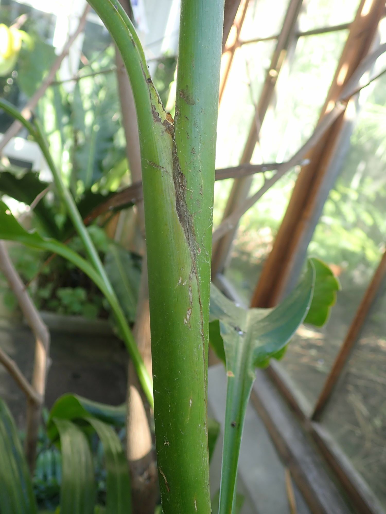 Image of Canna indica
