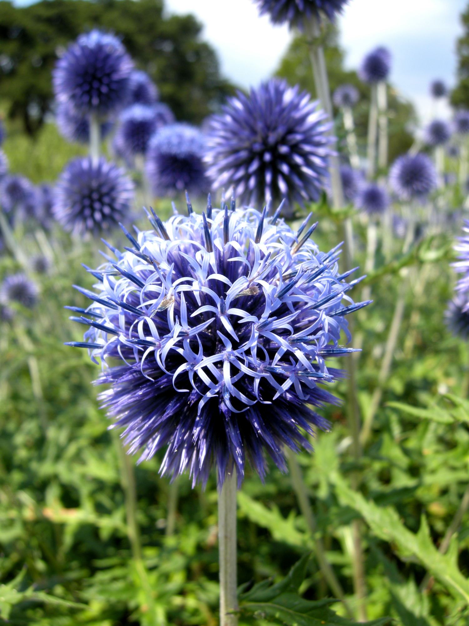 Image of Echinops ritro