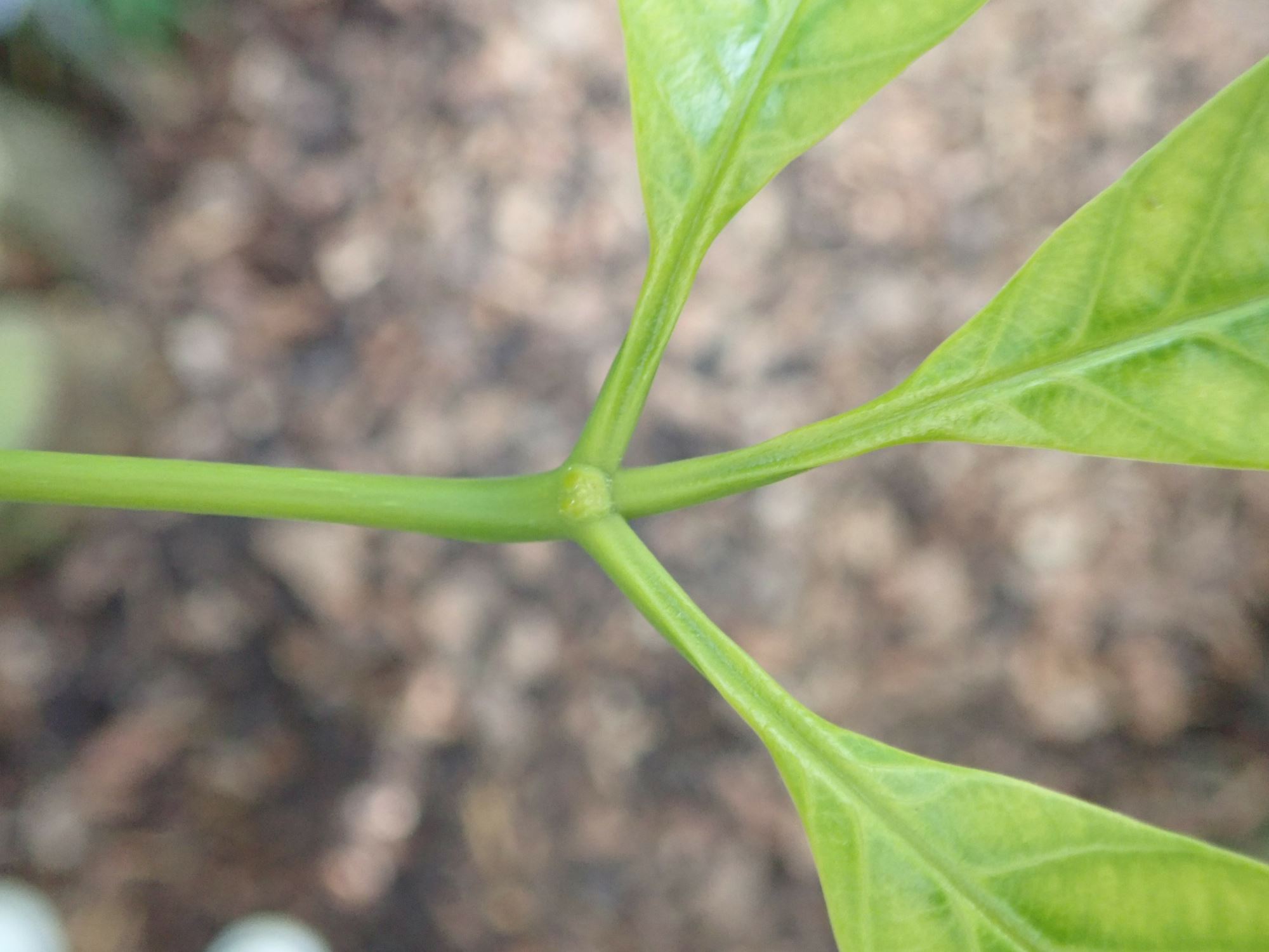 Image of Hevea brasiliensis