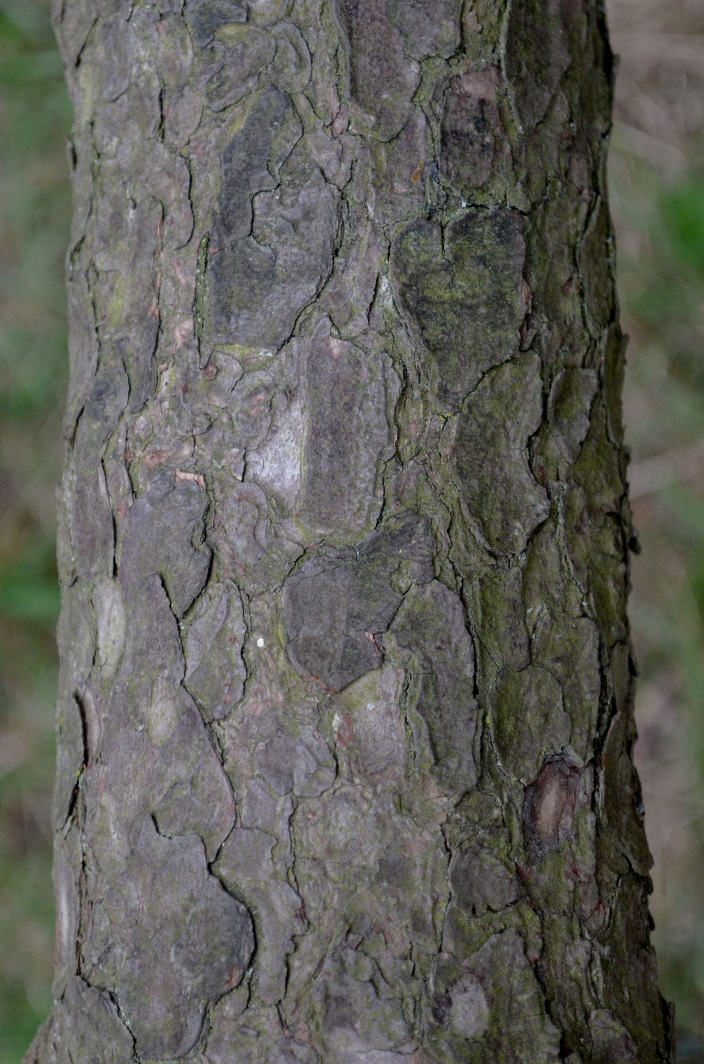 Image of Pinus mugo