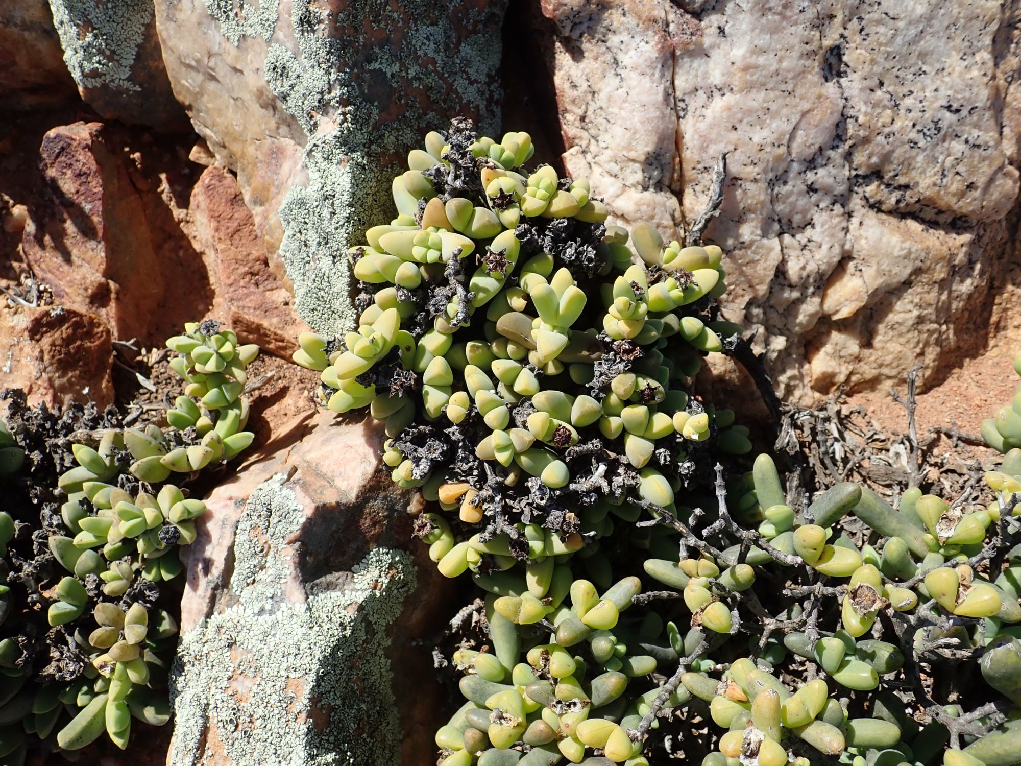 Image of Antimima sp.