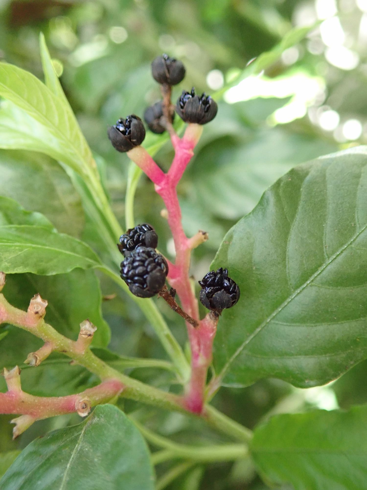 Image of Pleuropetalum darwinii