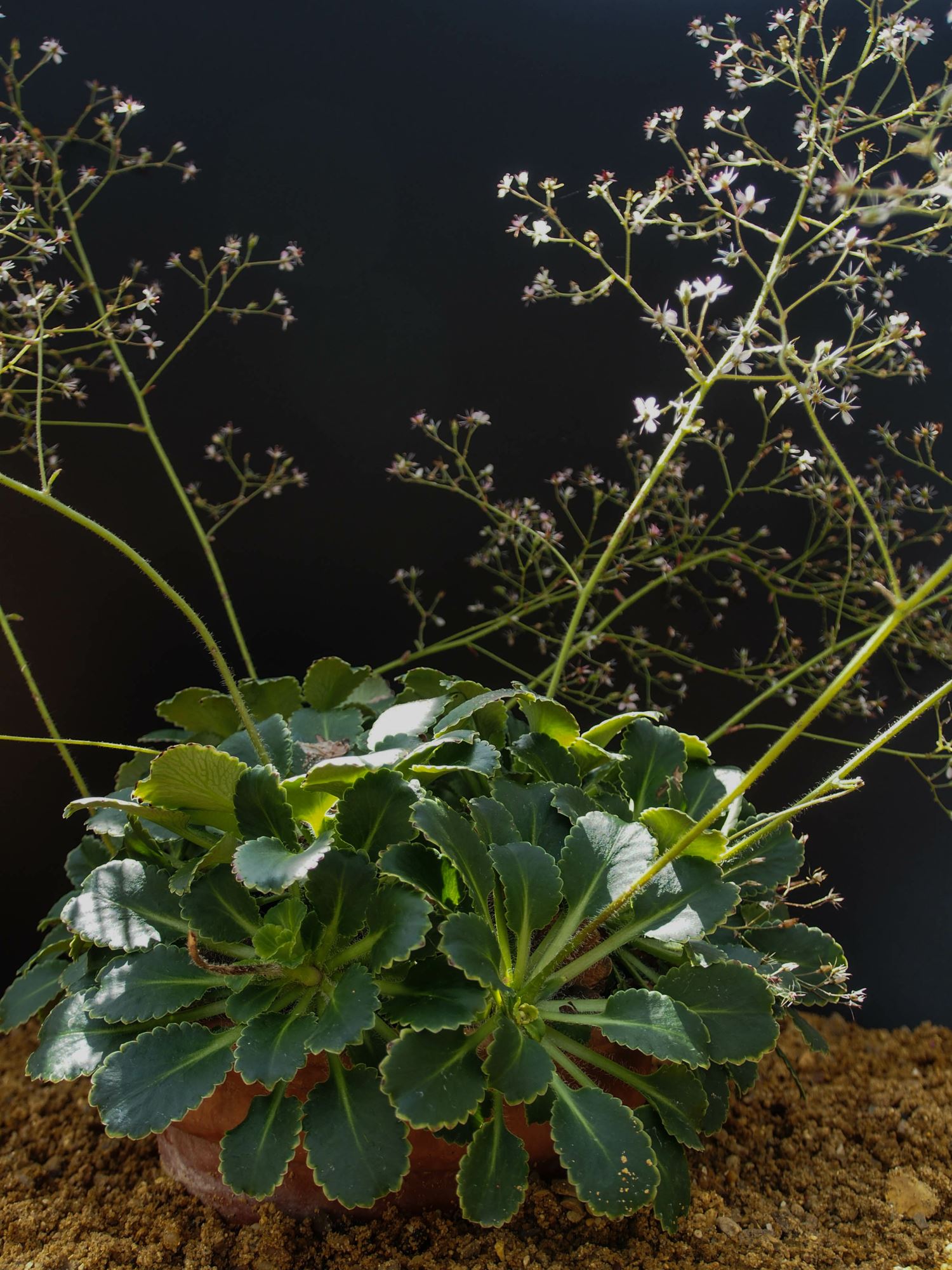Image of Saxifraga umbrosa