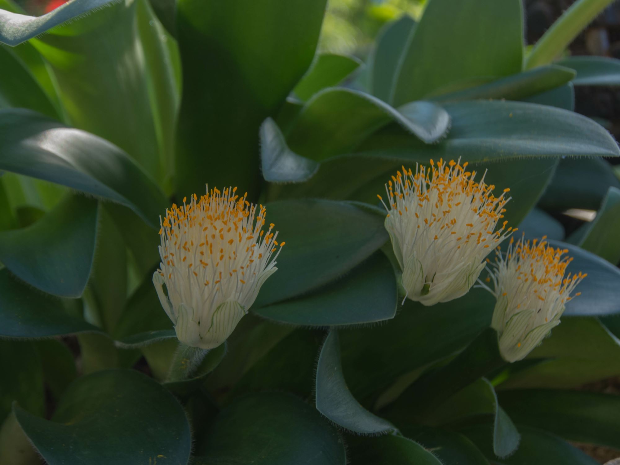 Image of Haemanthus albiflos