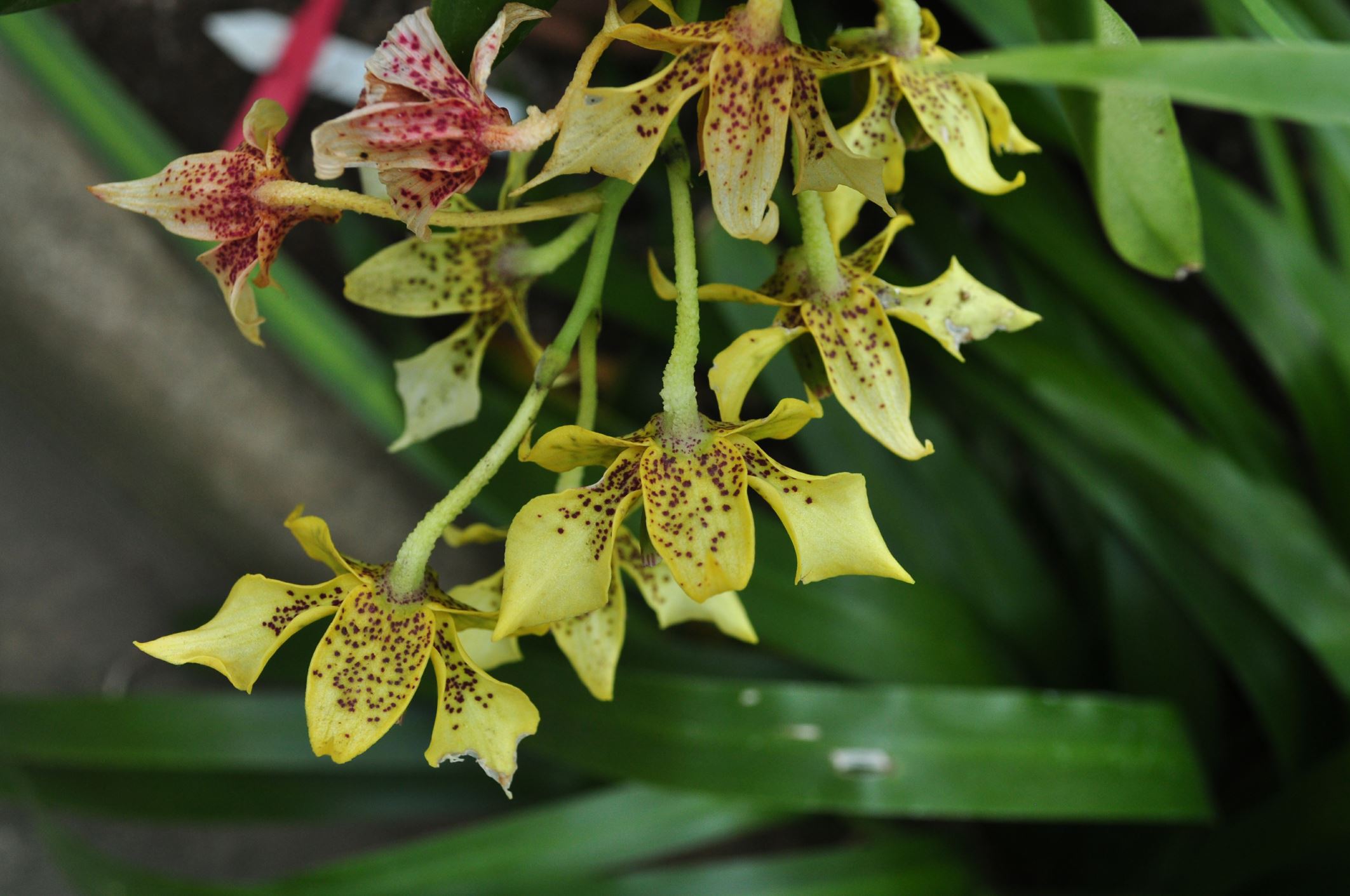Image of Dendrobium macrophyllum Ã— D. atroviolaceum