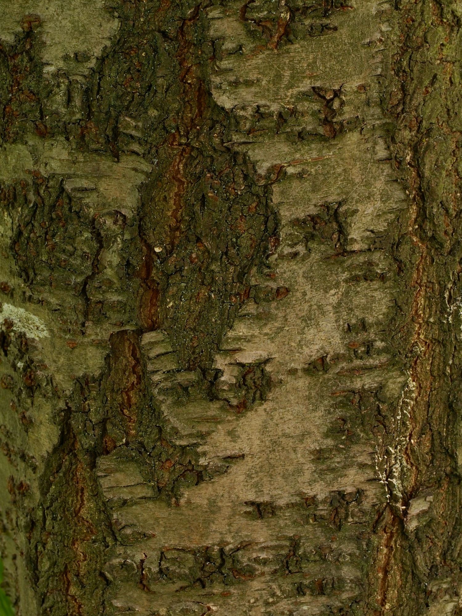 Image of Prunus 'Shogetsu'