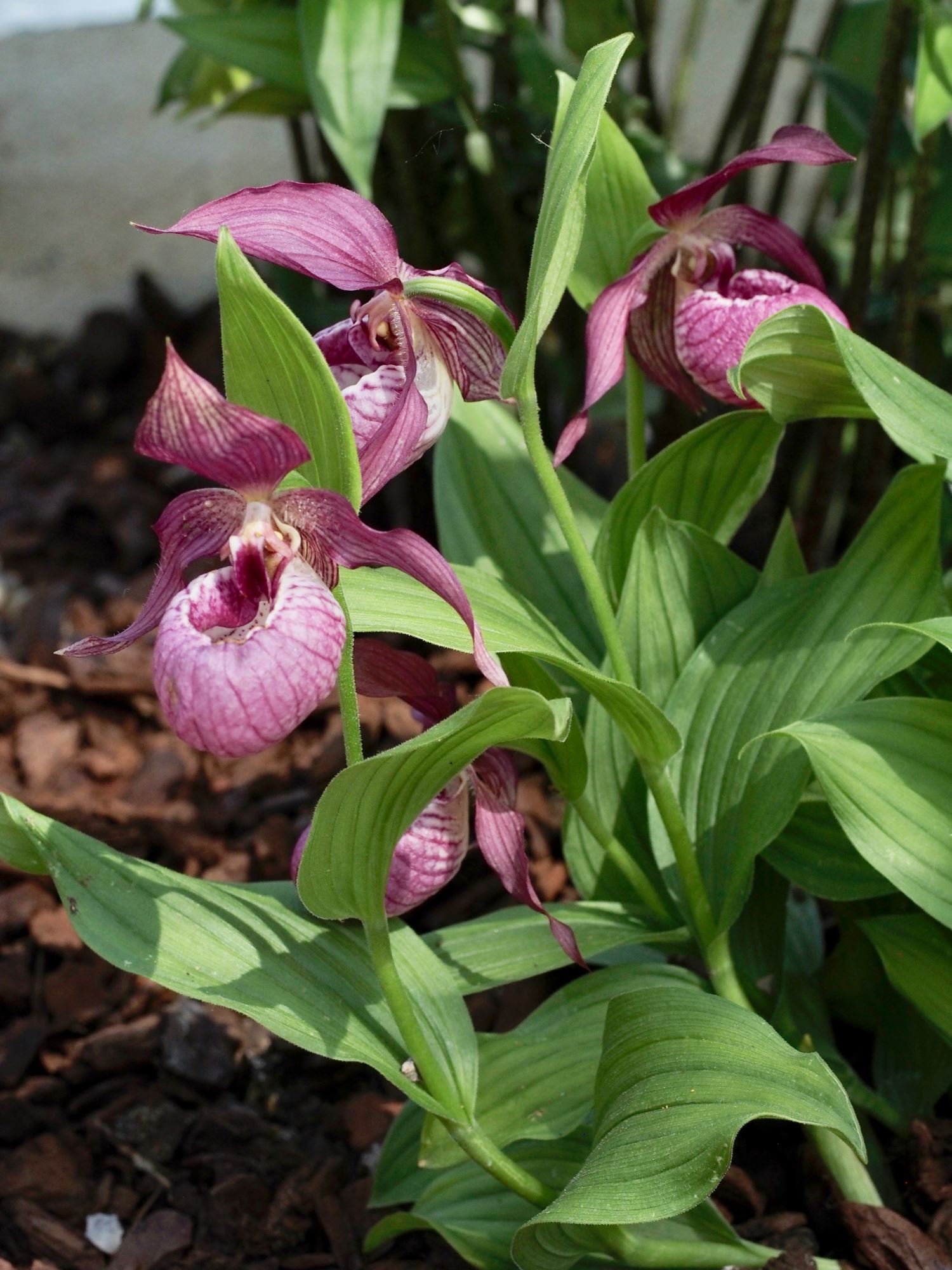 Image of Cypripedium Ã— ventricosum