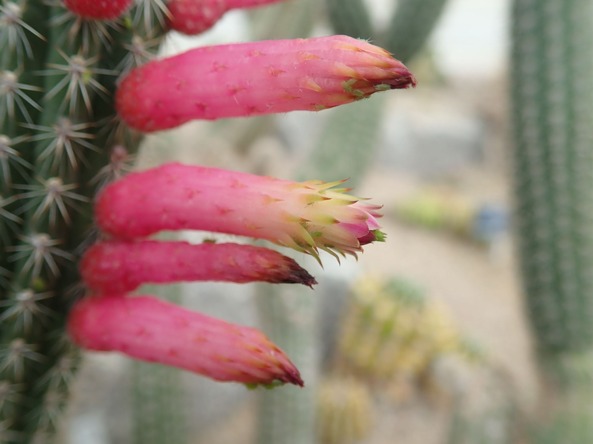 Image of Cleistocactus candelilla