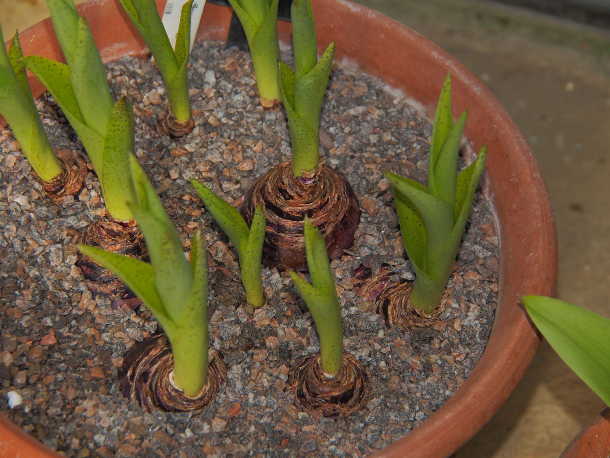 Image of Scilla madeirensis