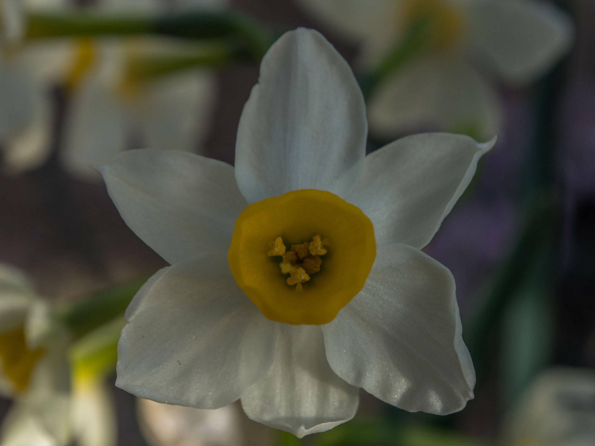 Image of Narcissus elegans