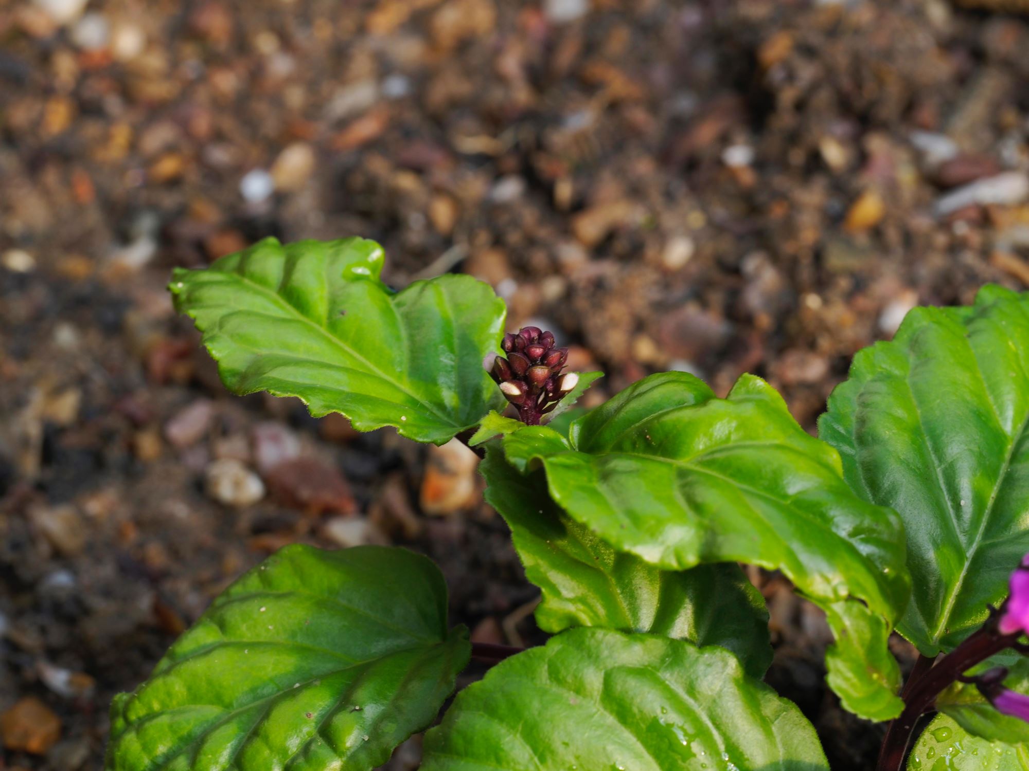 Image of Scutellaria coccinea