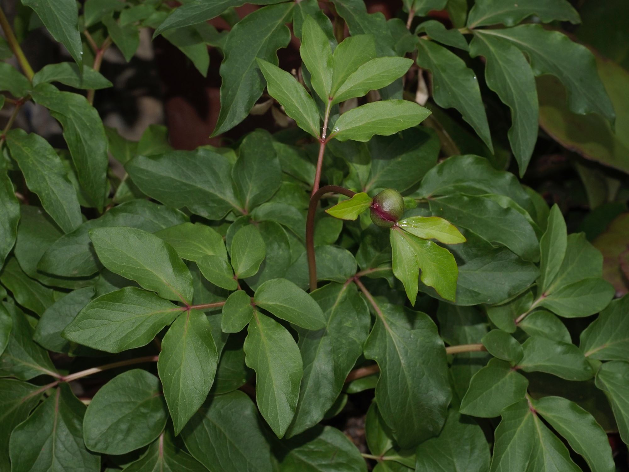 Image of Paeonia mascula subsp. mascula