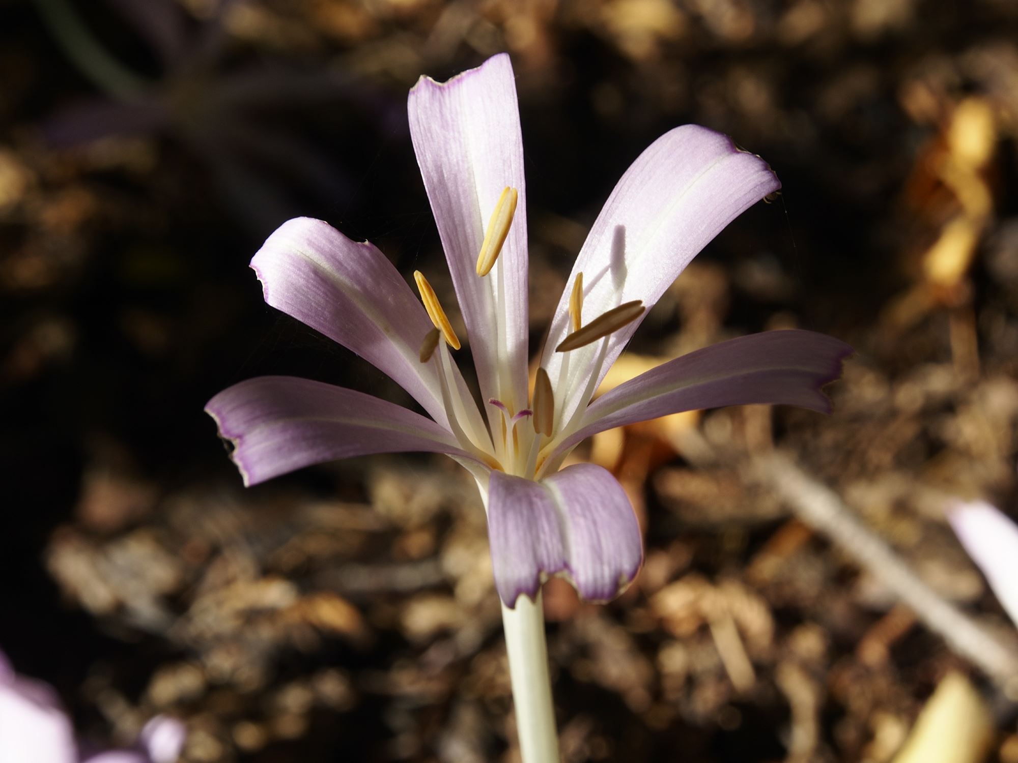 Image of Colchicum laetum