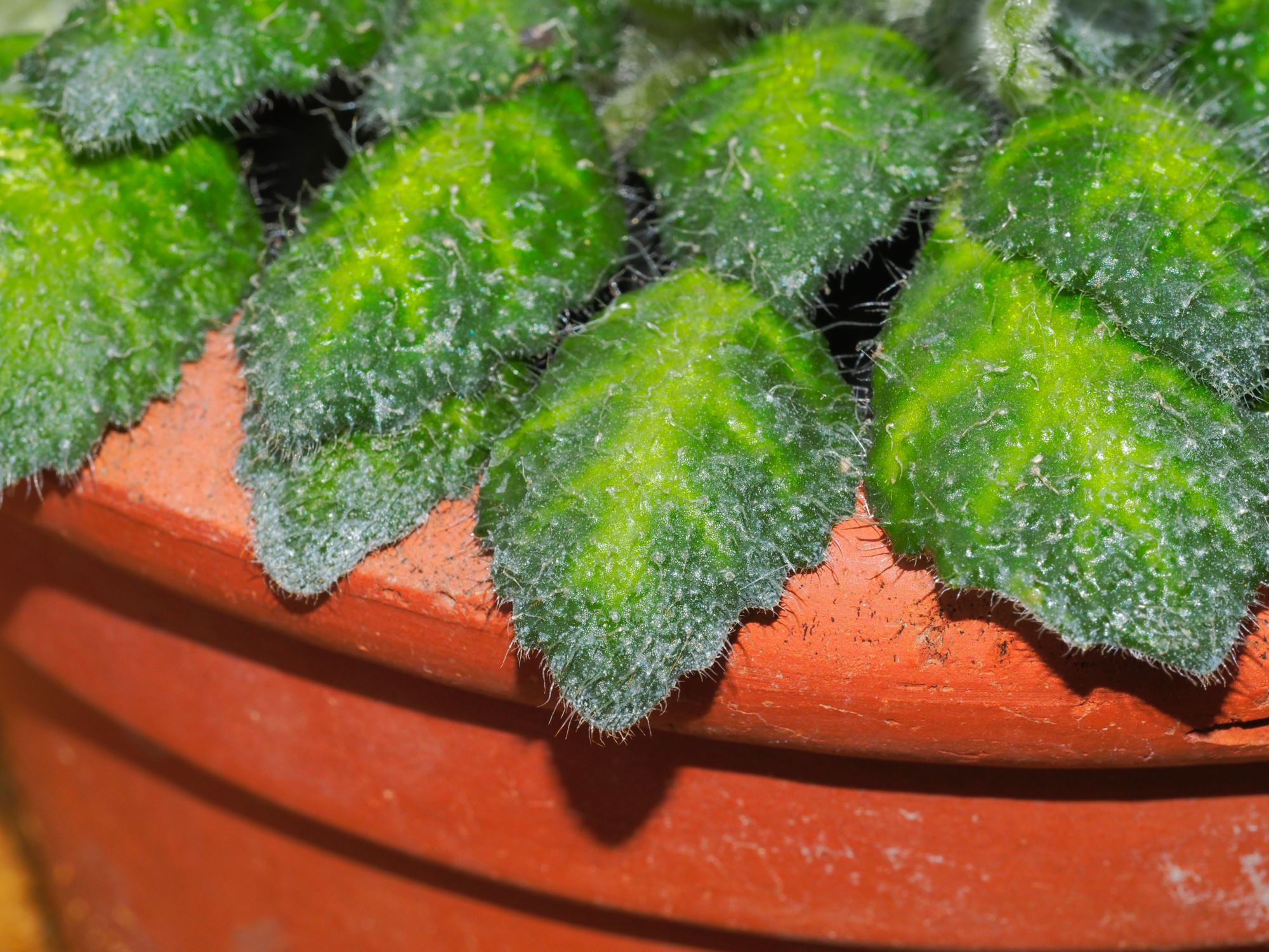 Image of Petrocosmea cryptica