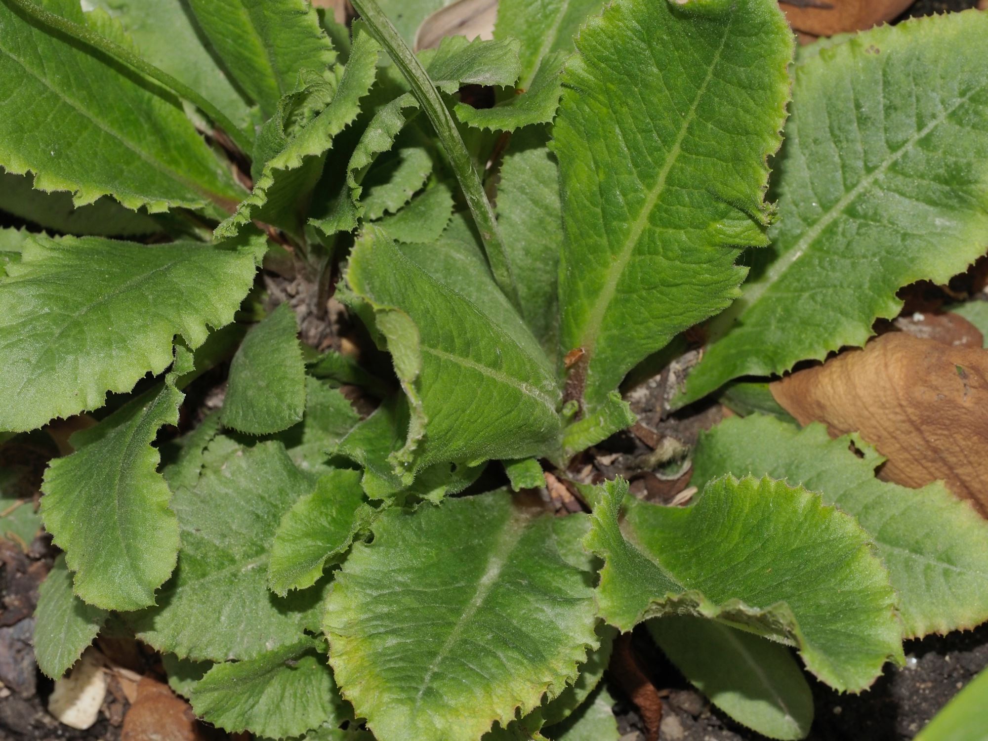 Image of Primula denticulata