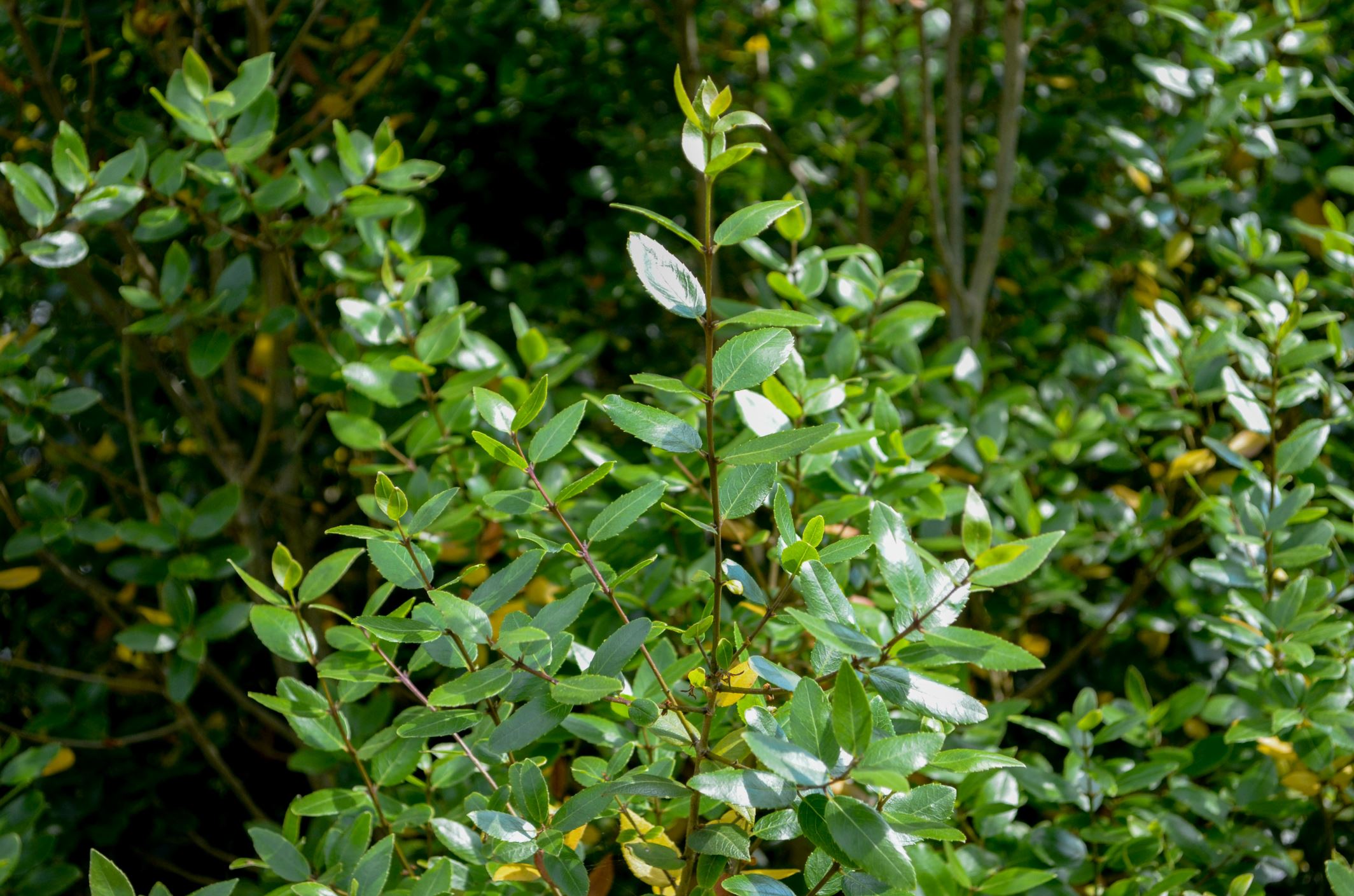 Image of Phillyrea latifolia
