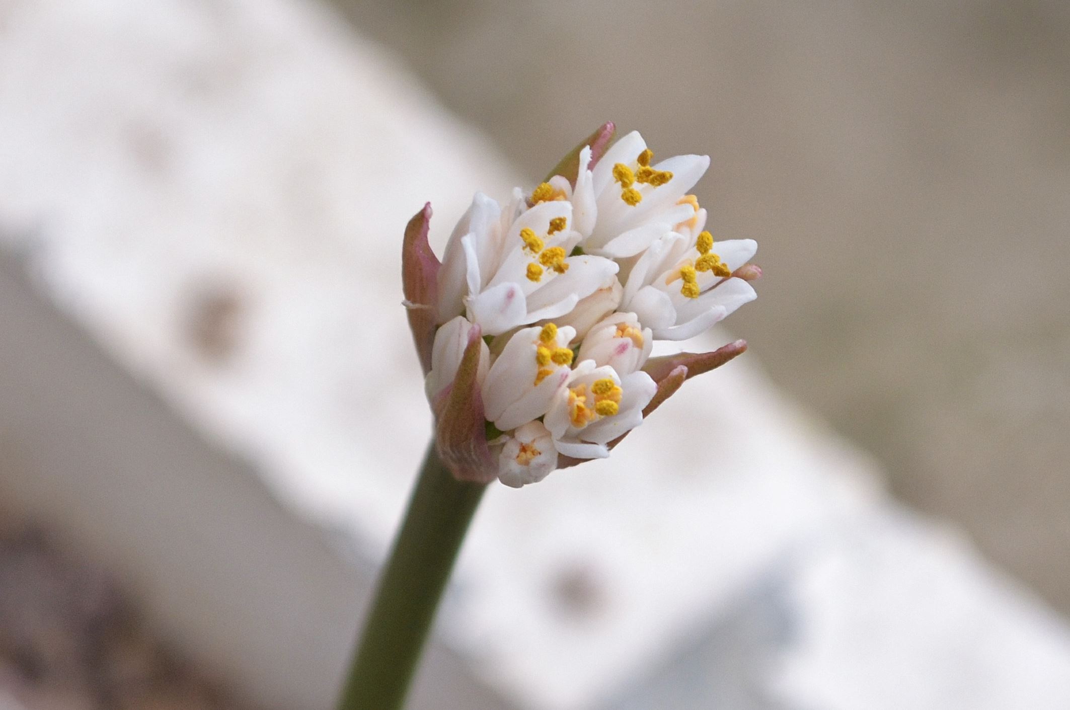 Image of Haemanthus sp.