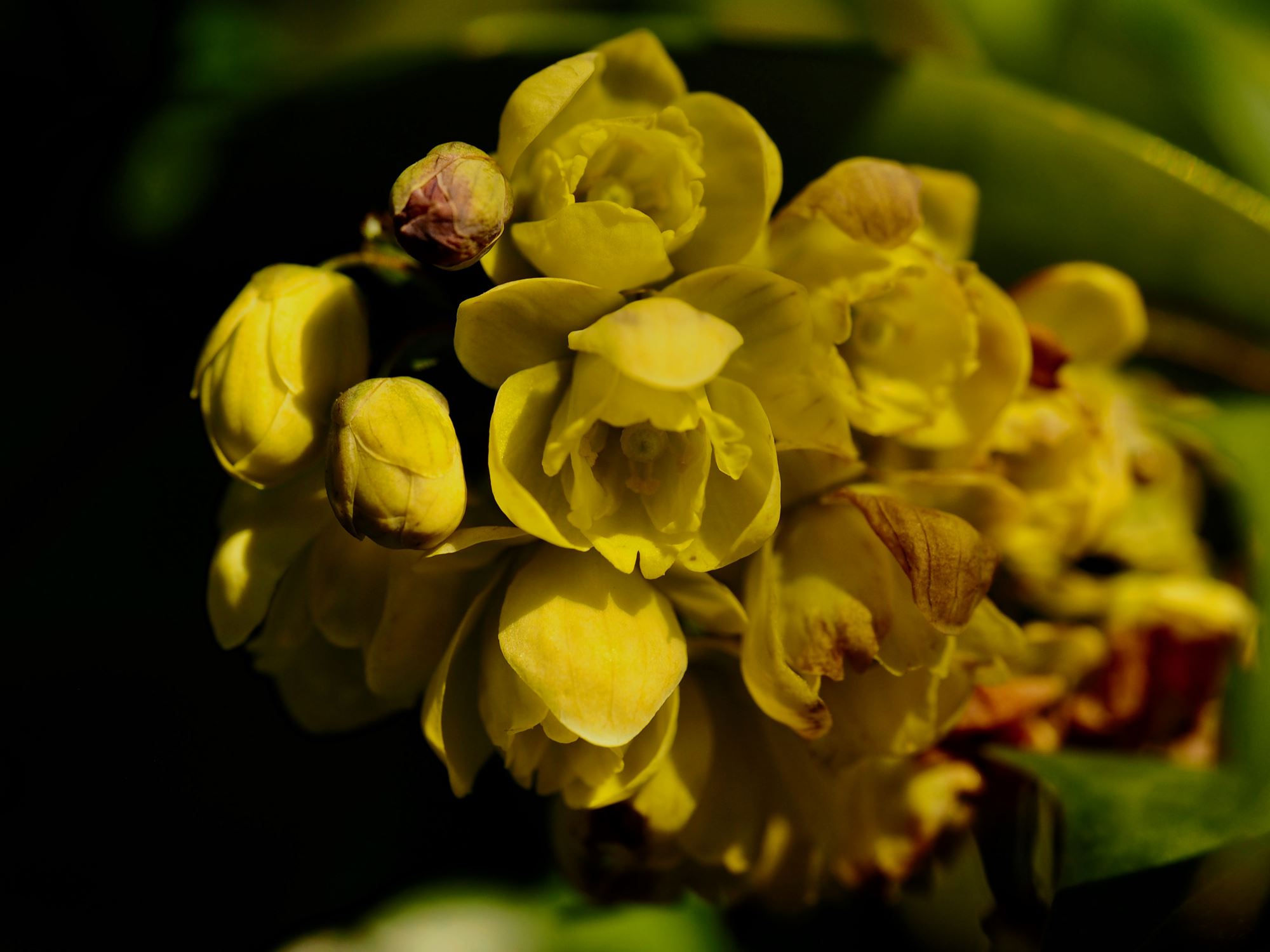 Image of Mahonia japonica 'Hiemalis'