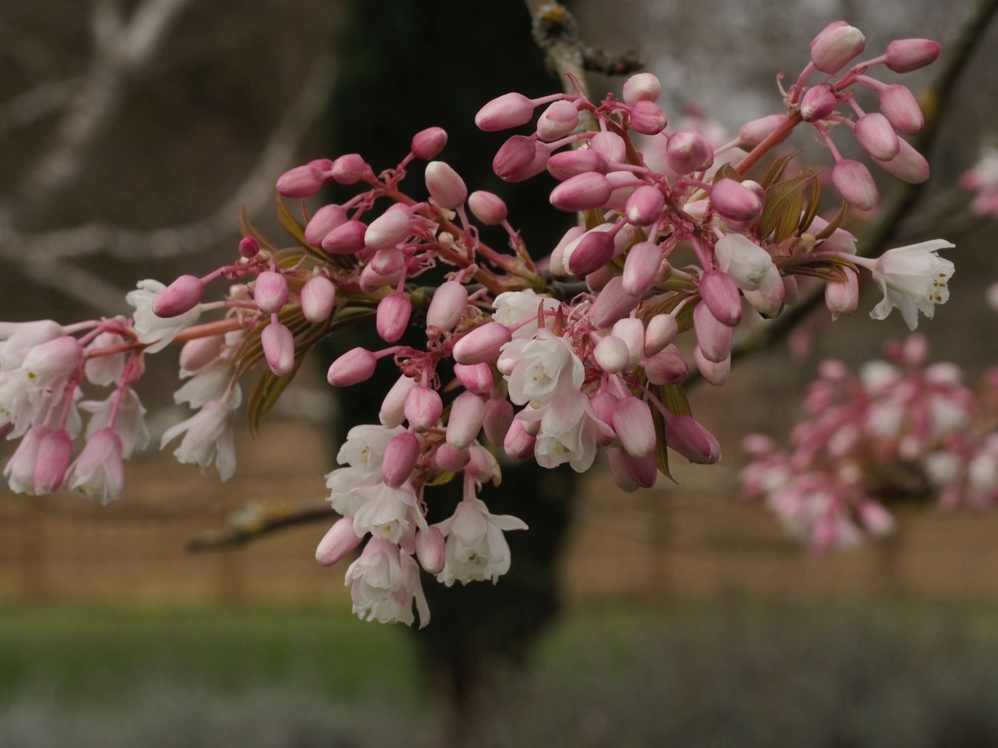 Image of Staphylea holocarpa 'Rosea'