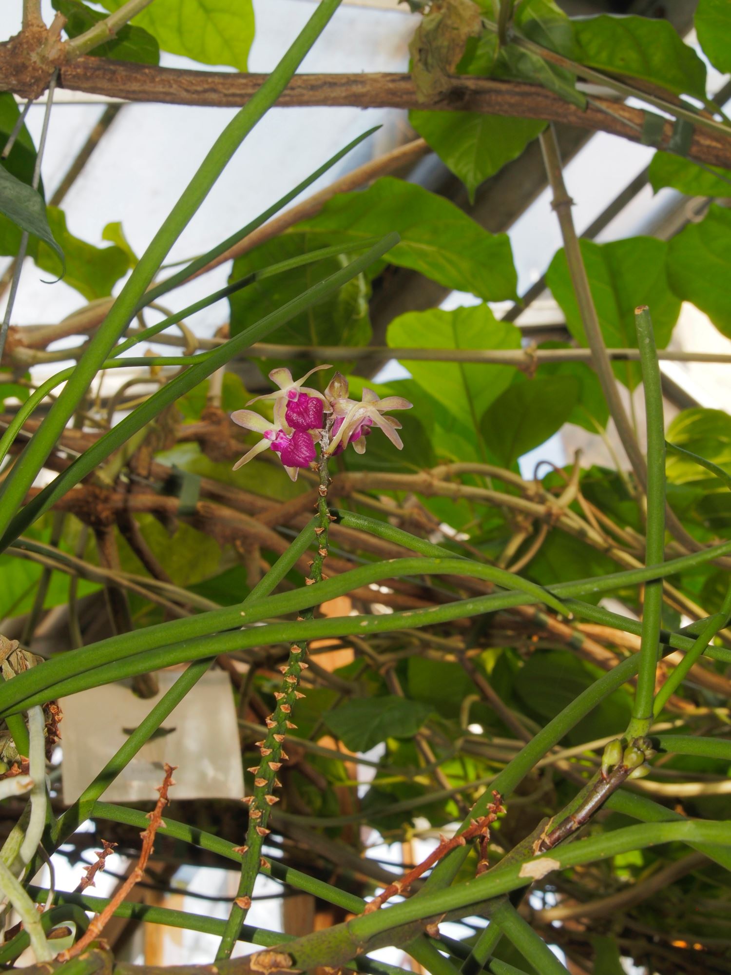 Image of Luisia curtisii Ã— Seidenfadenia mitrata