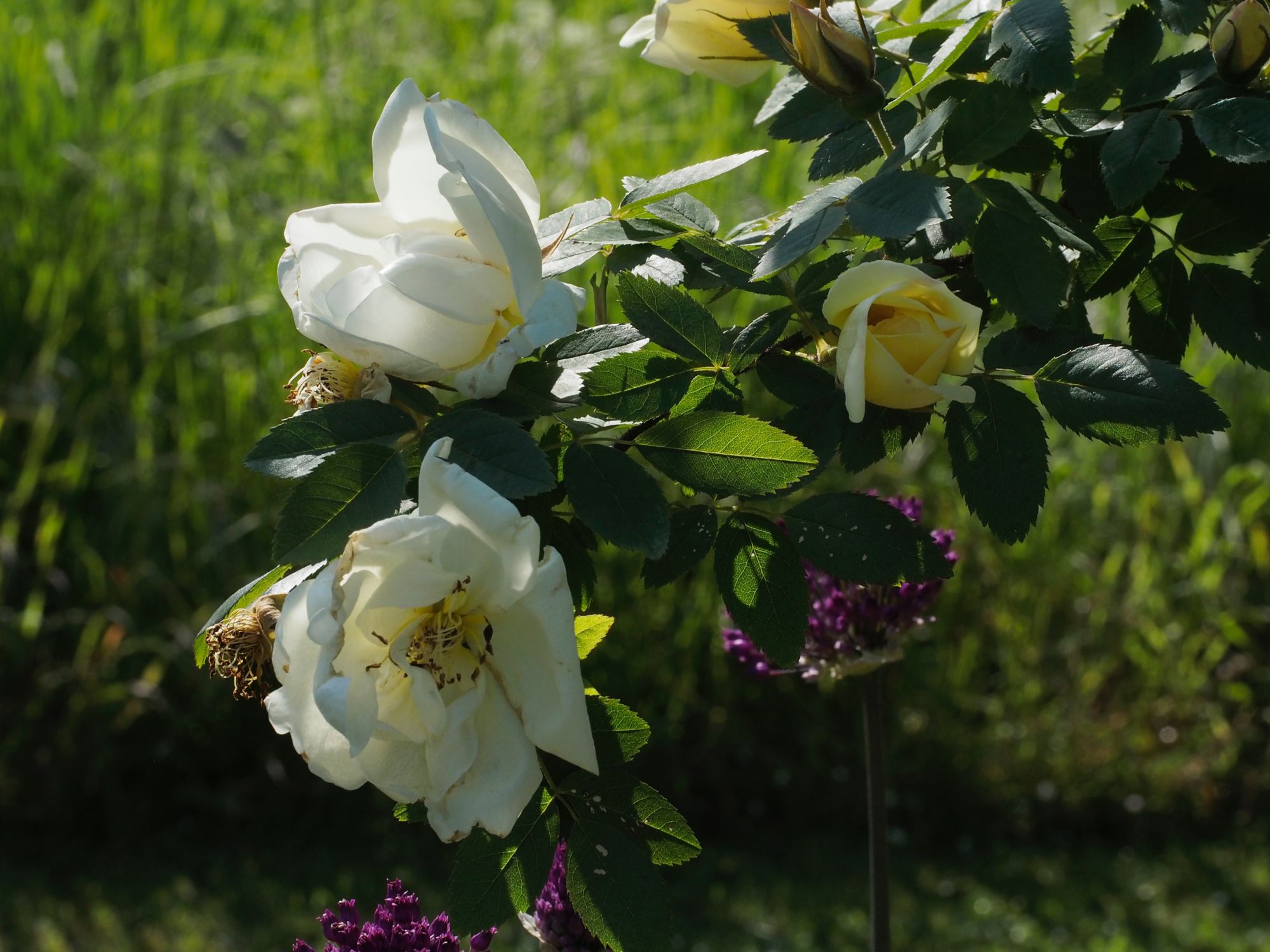Image of Rosa 'Fruhlingsgold'