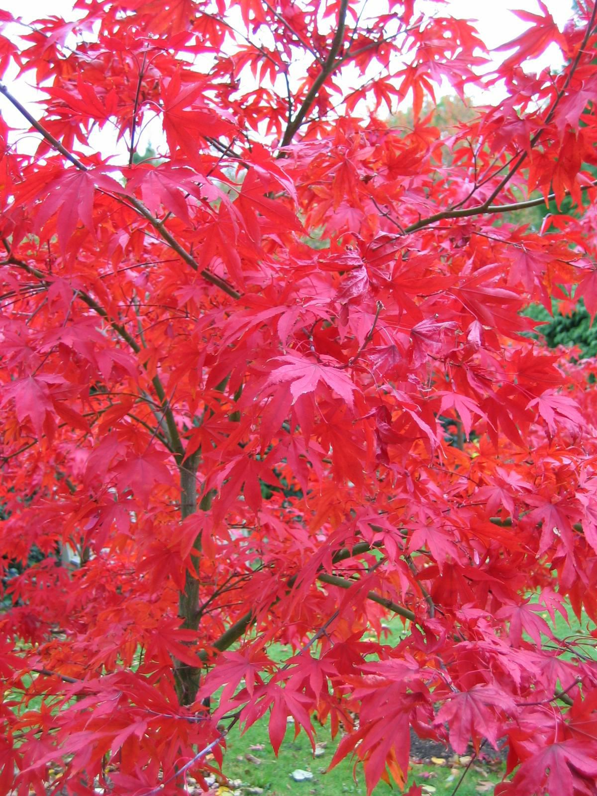 Image of Acer palmatum 'Osakazuki'