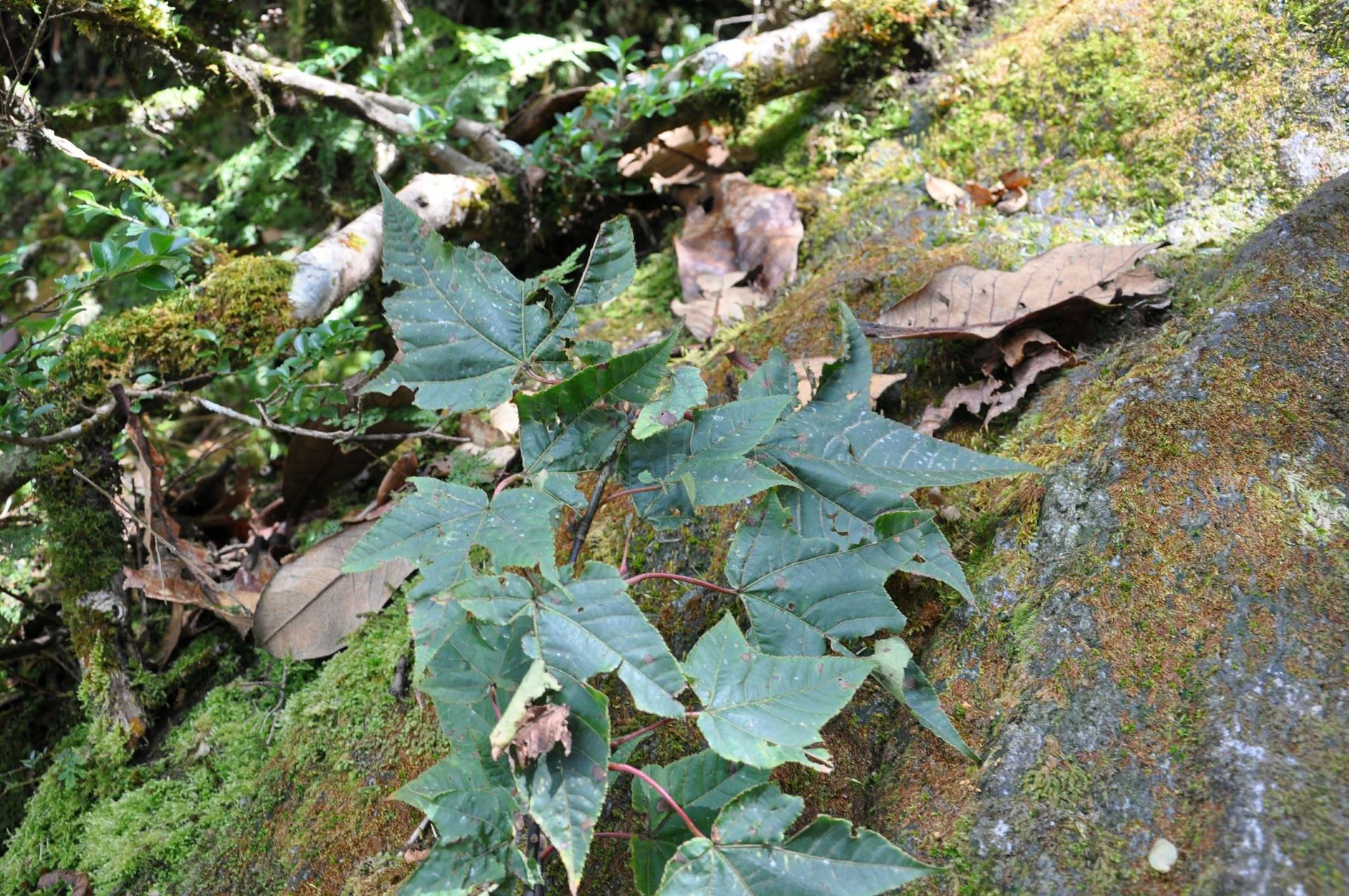 Image of Acer pectinatum