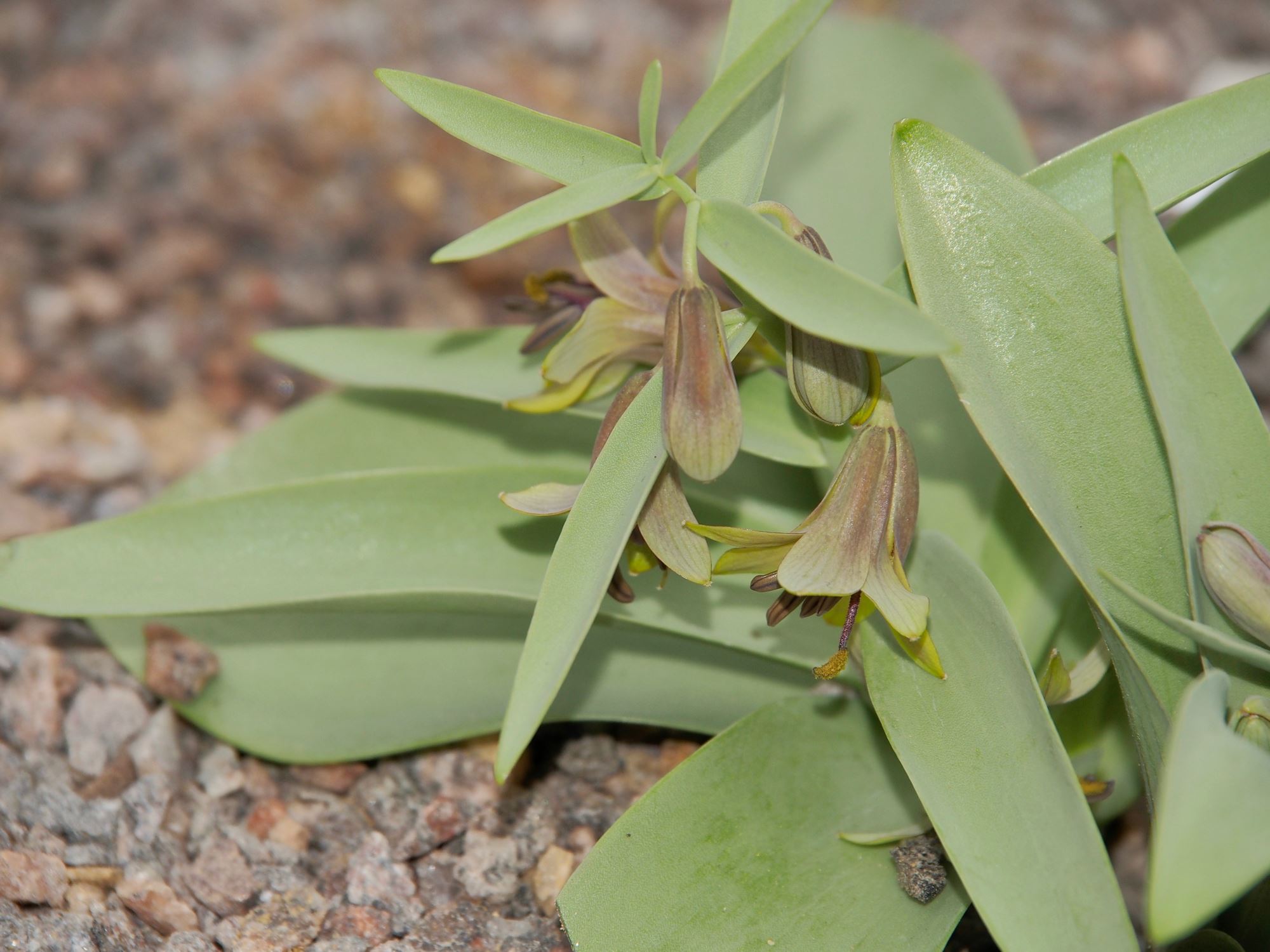 Image of Fritillaria sewerzowii