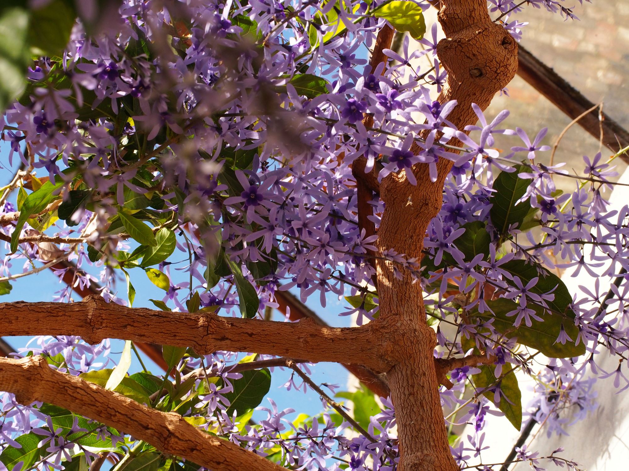 Image of Petrea volubilis