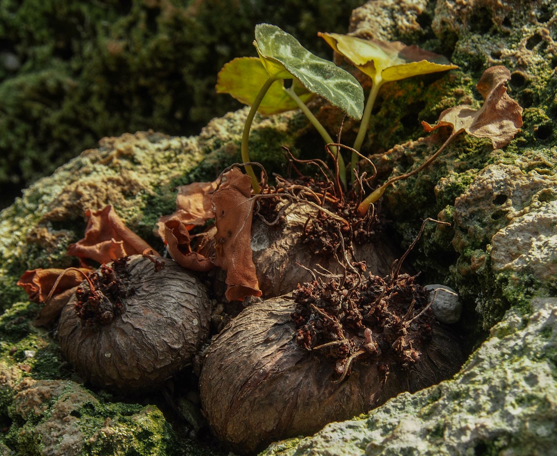 Image of Cyclamen graecum