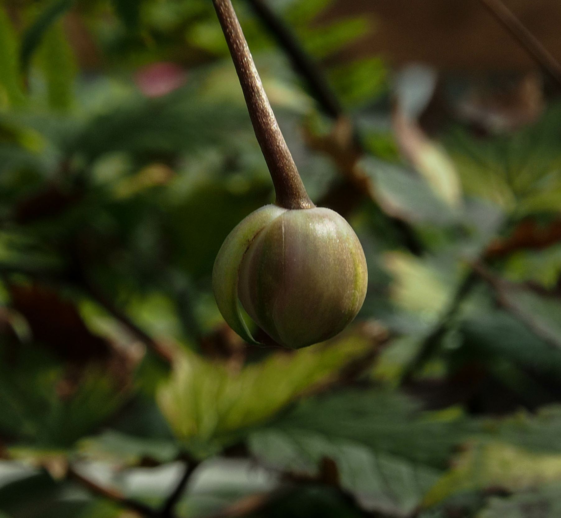Image of Anemonopsis macrophylla