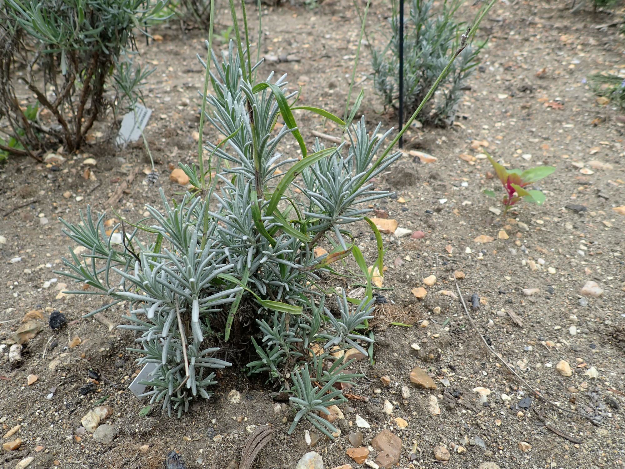 Image of Lavandula angustifolia subsp. pyrenaica