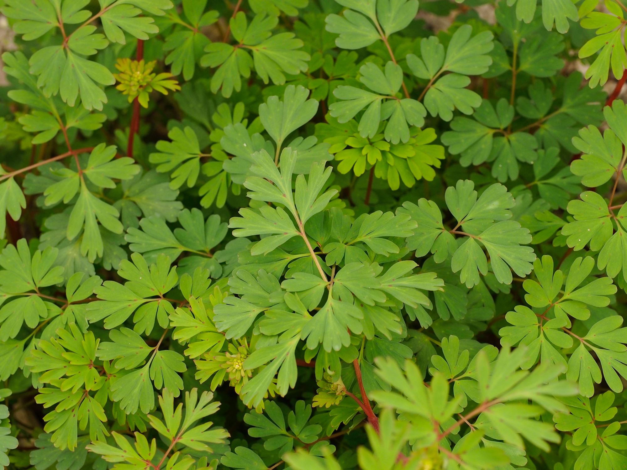 Image of Globularia vulgaris