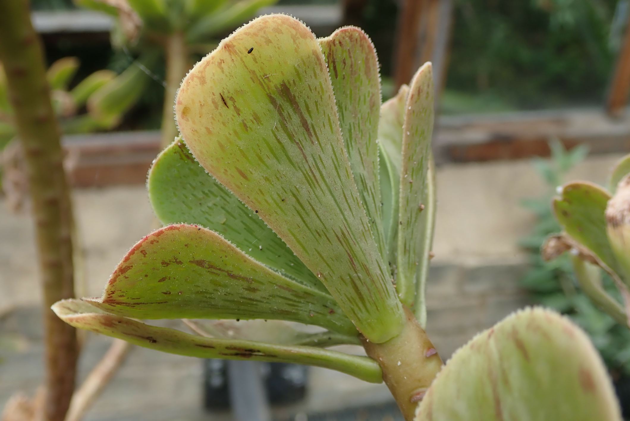 Image of Aeonium spathulatum