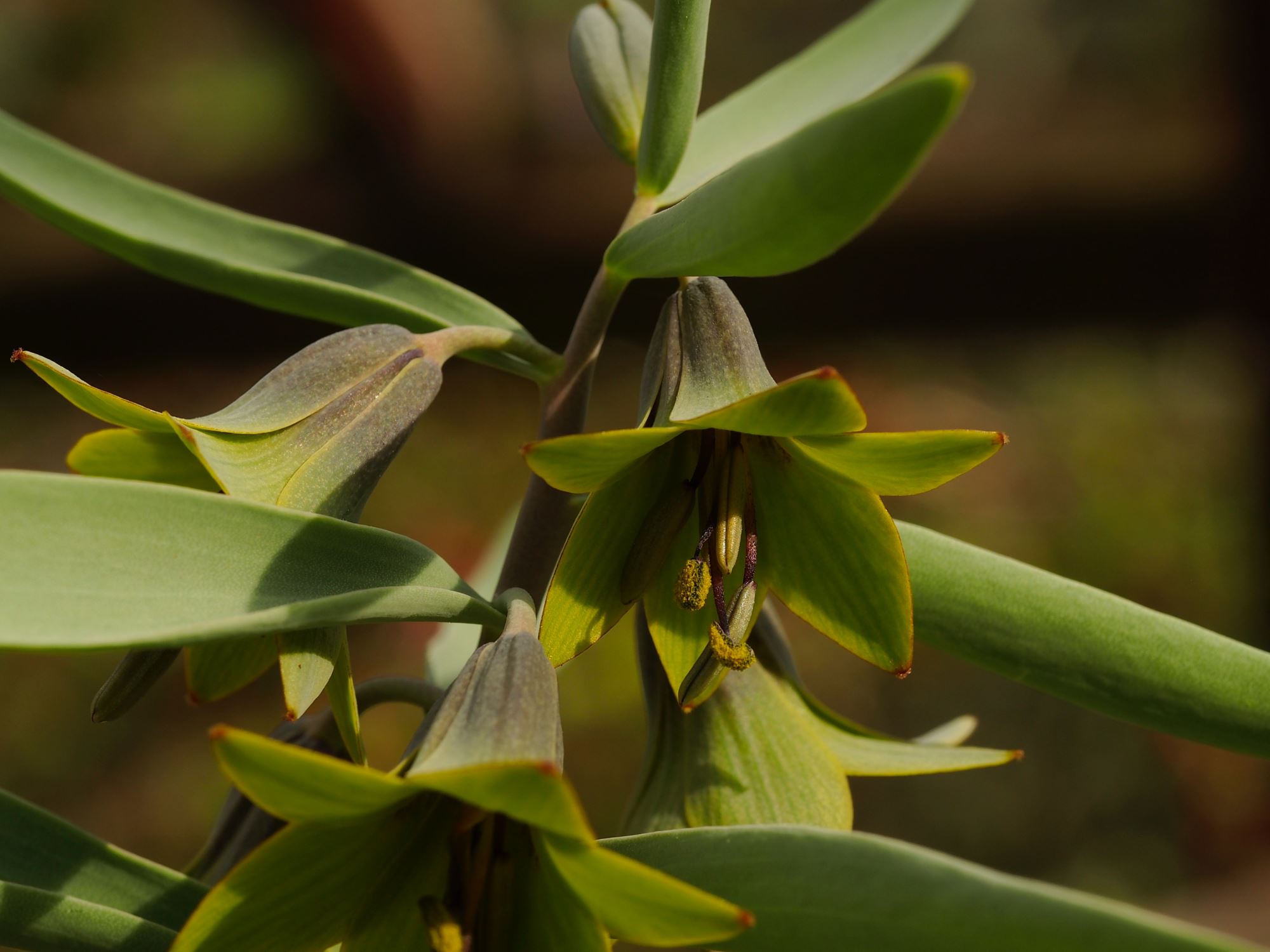 Image of Fritillaria sewerzowii