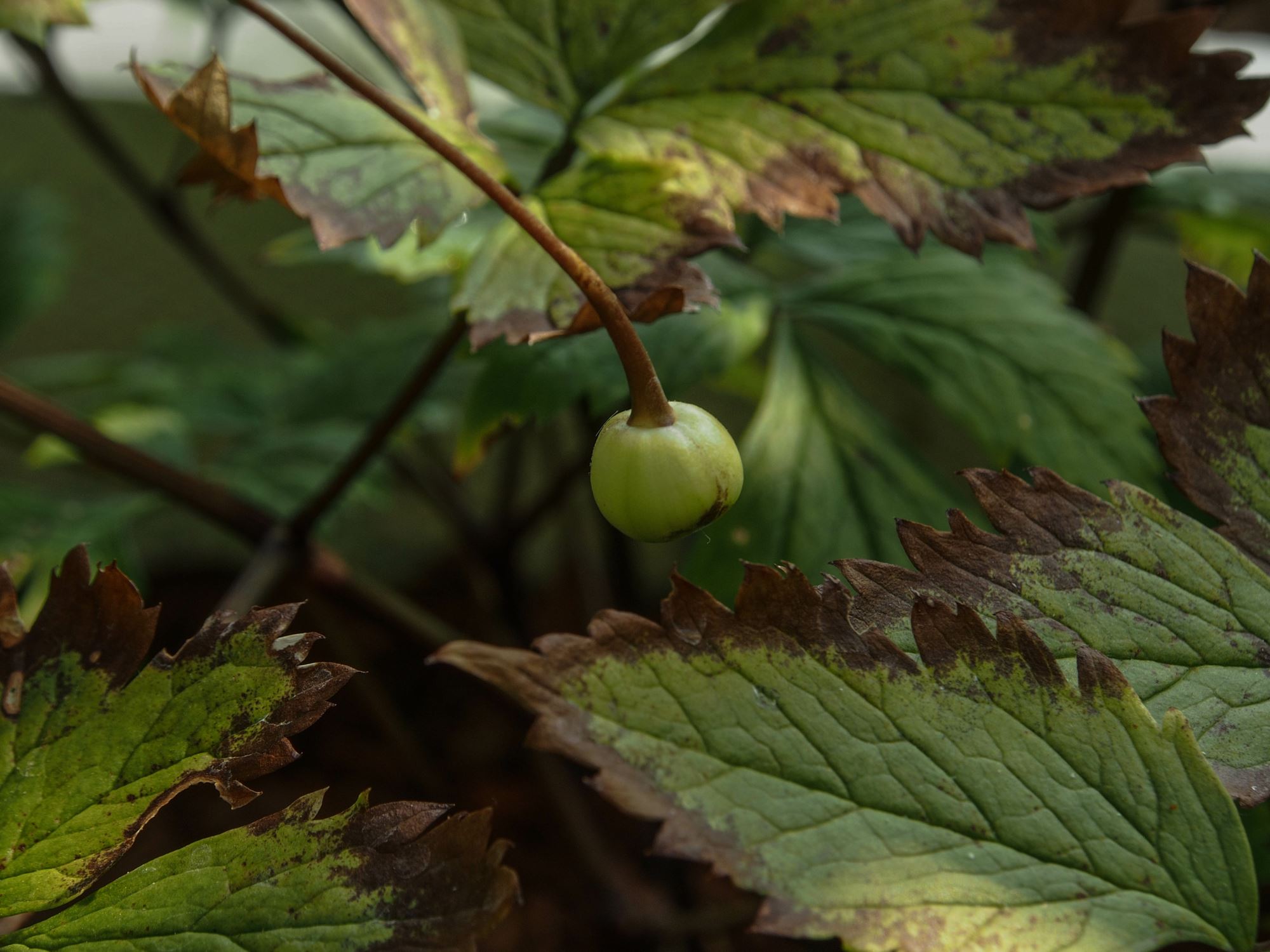 Image of Anemonopsis macrophylla