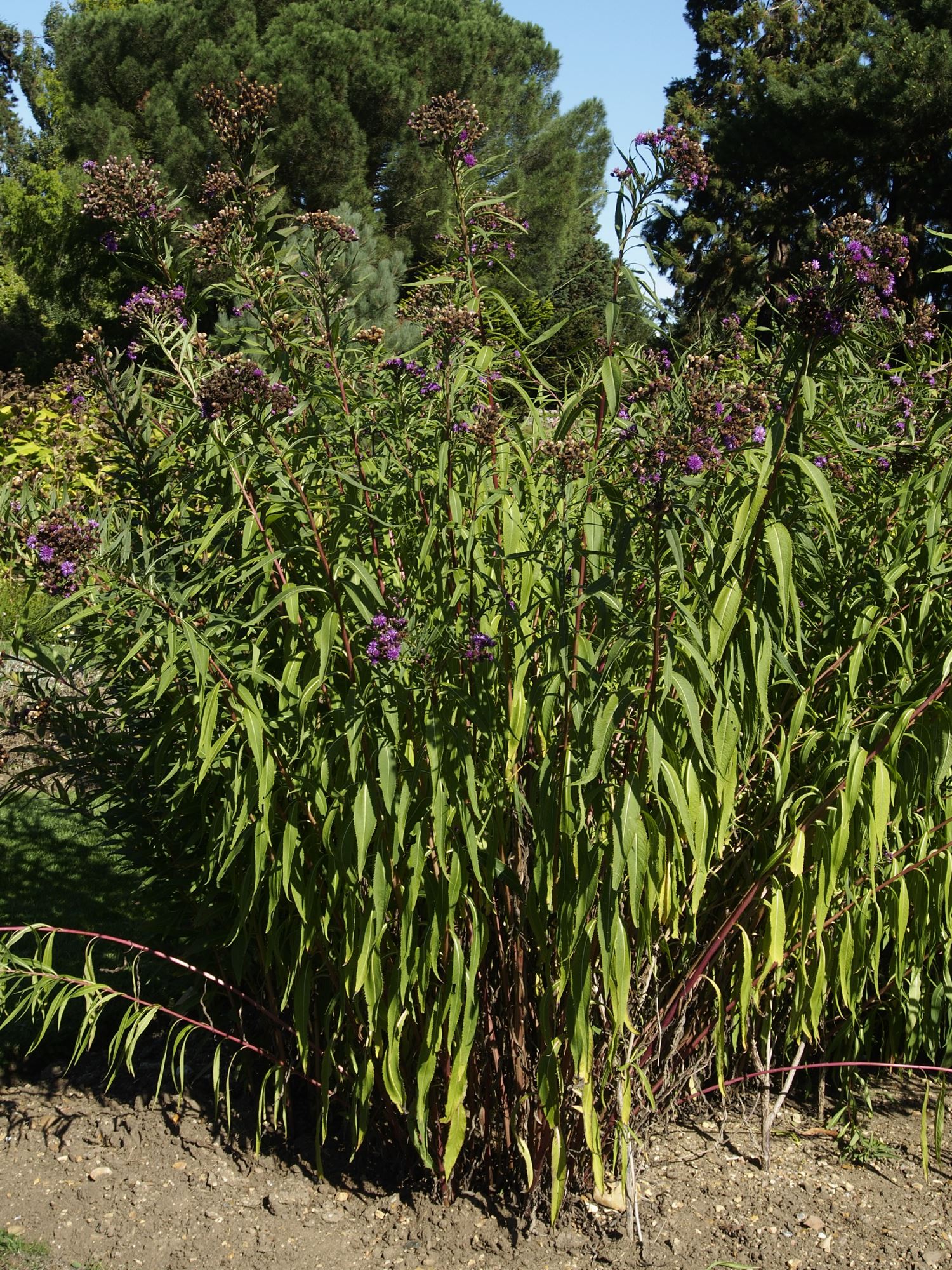Image of Vernonia altissima