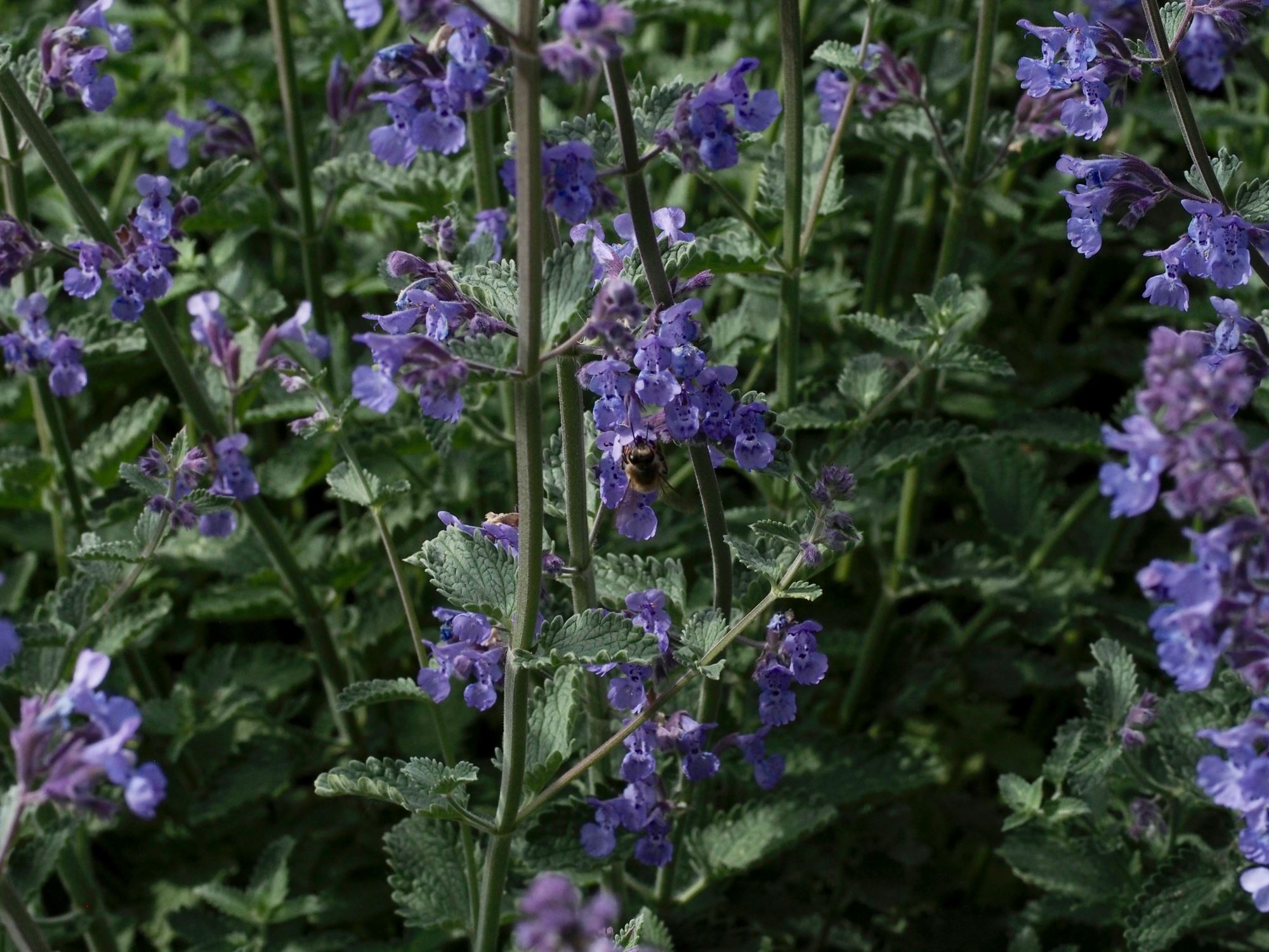 Image of Nepeta racemosa 'Walker's Low'