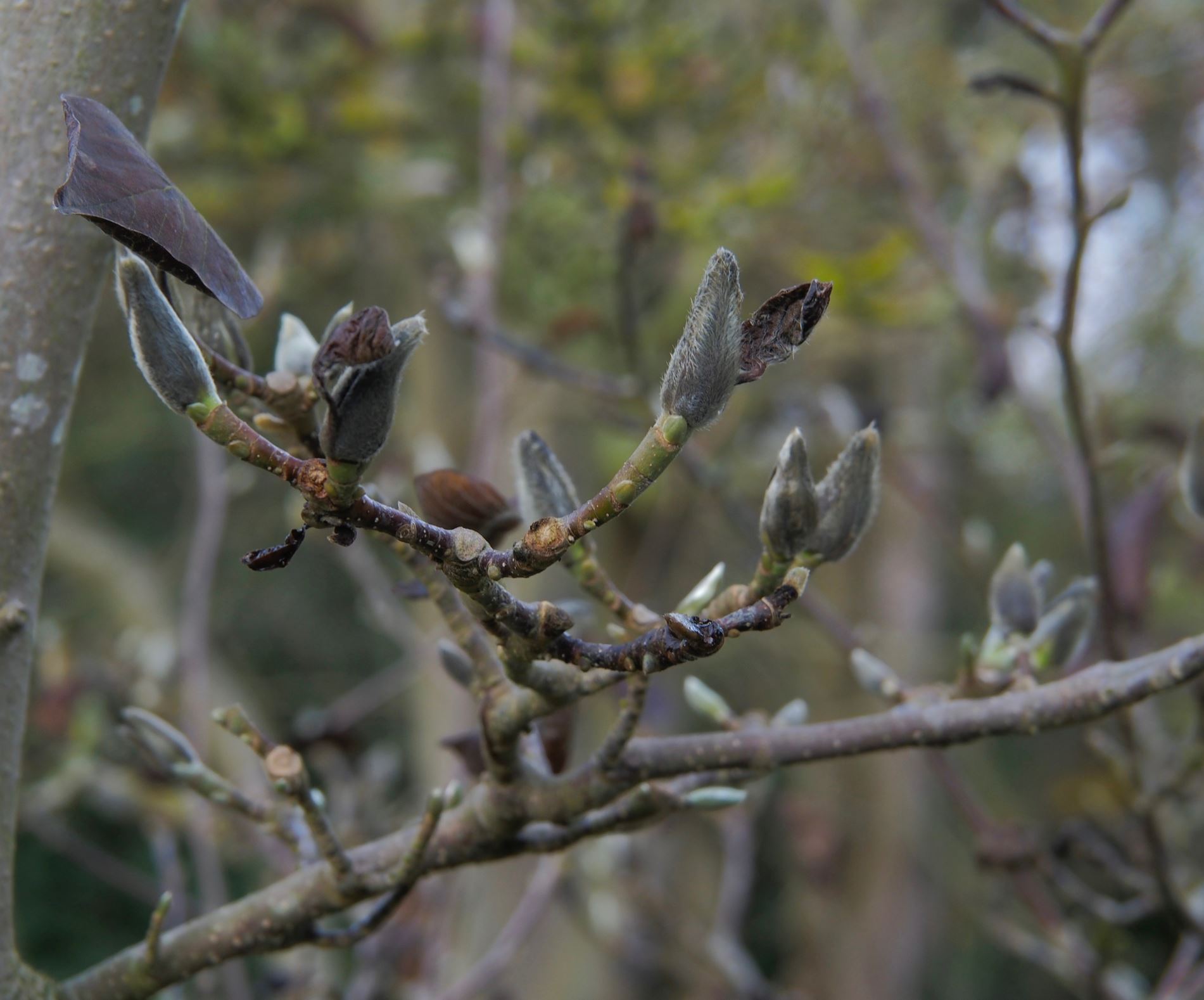 Image of Magnolia denudata