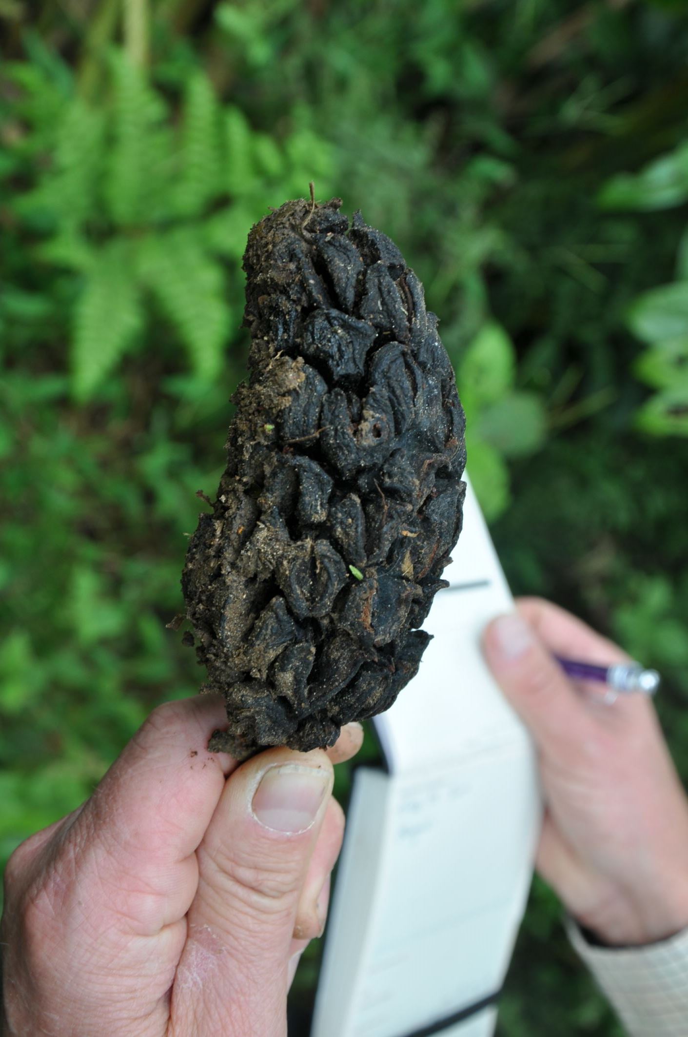 Image of Magnolia sapaensis