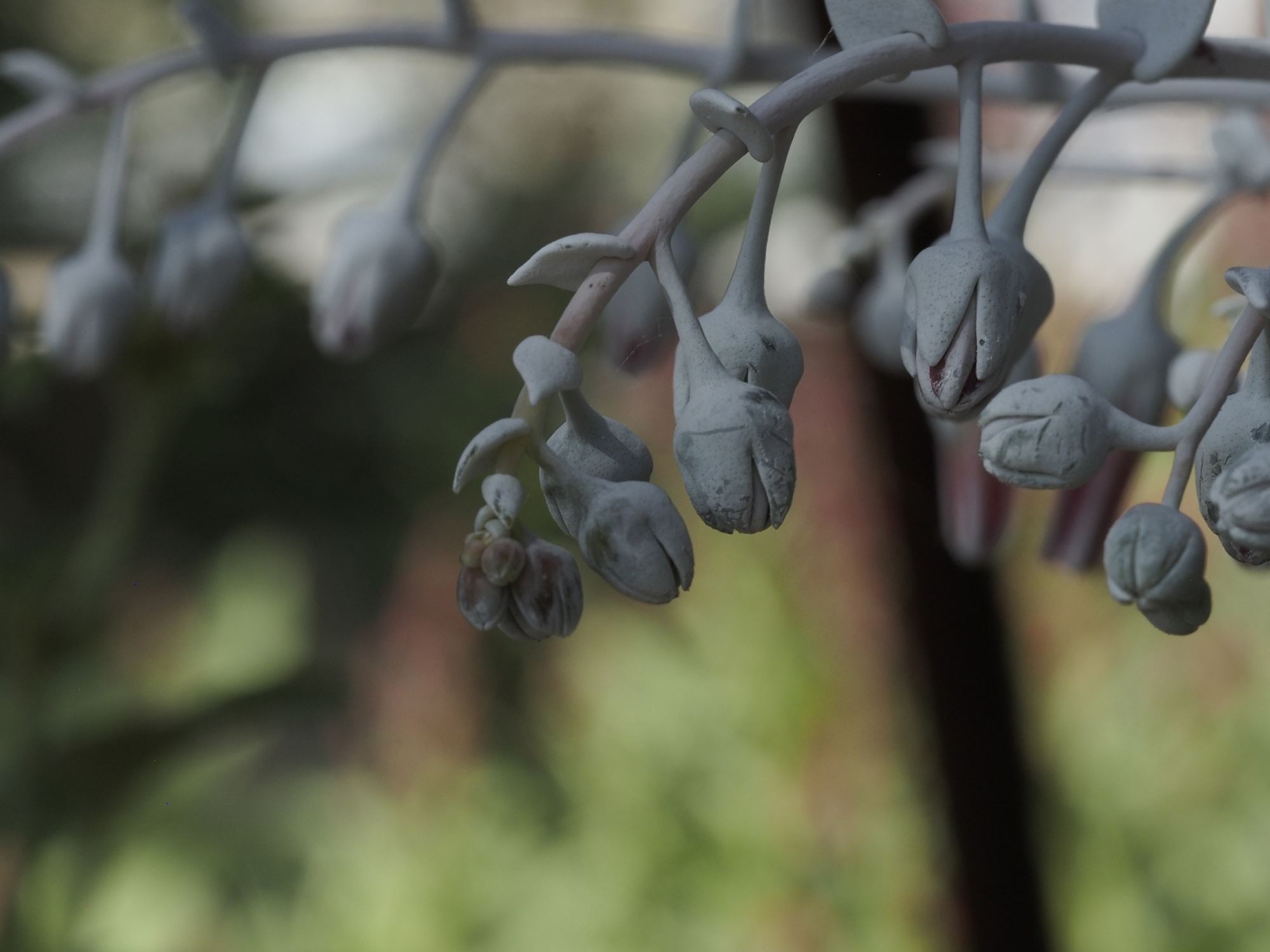 Image of Dudleya pulverulenta