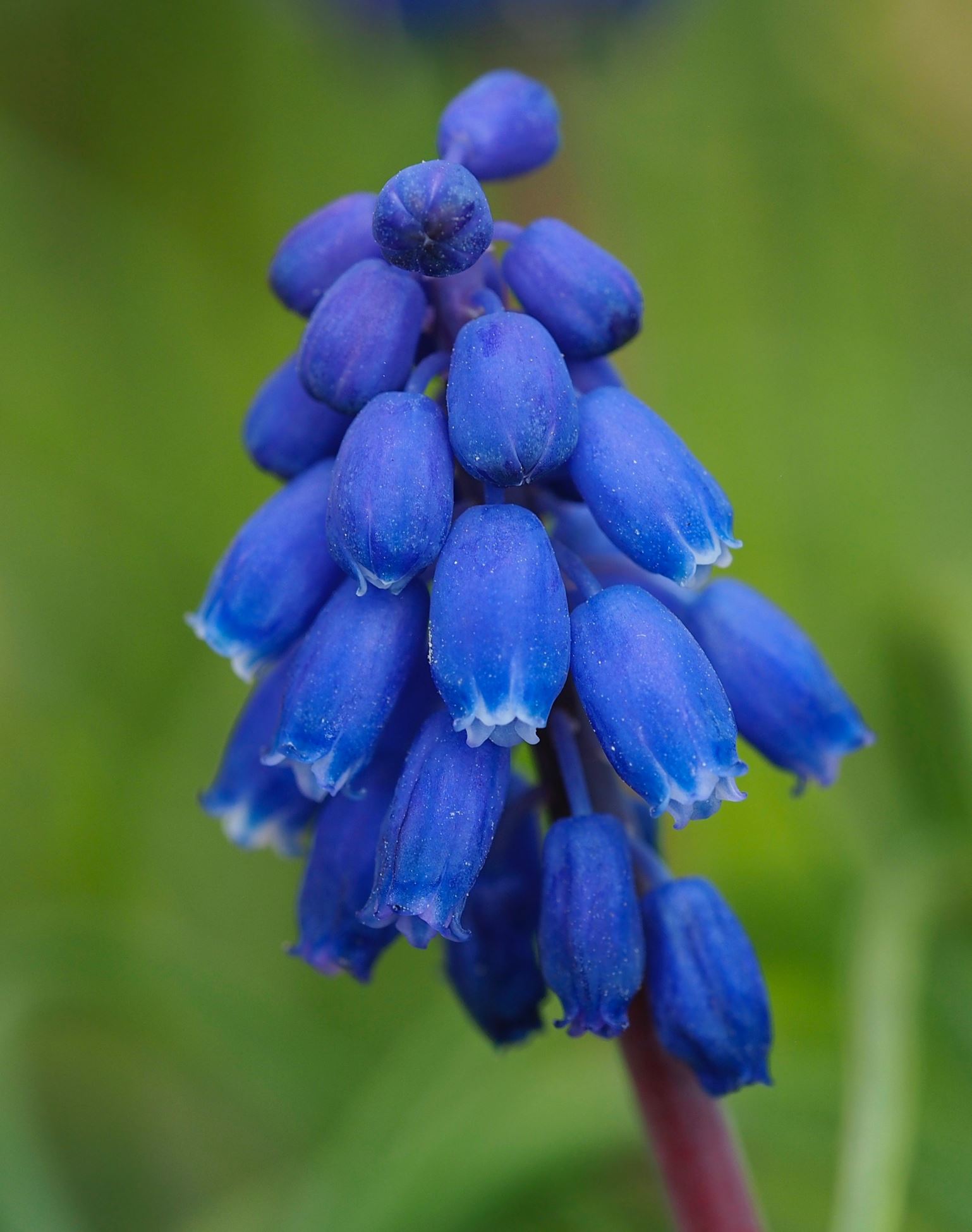 Image of Muscari pulchellum