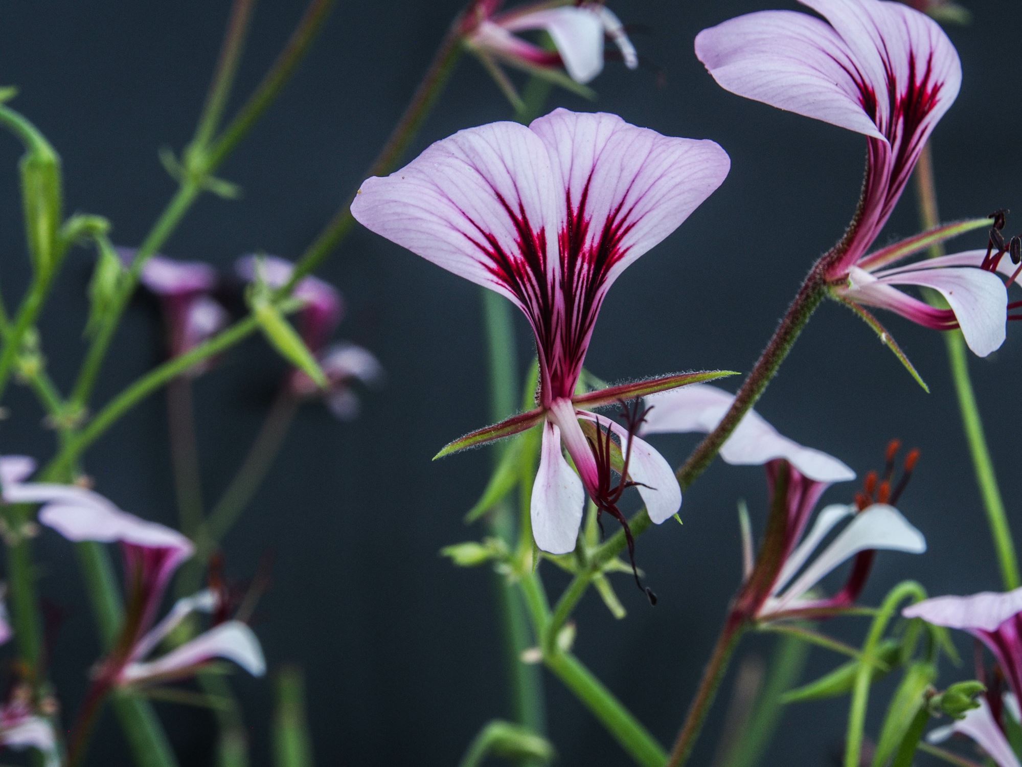 Image of Pelargonium tetragonum
