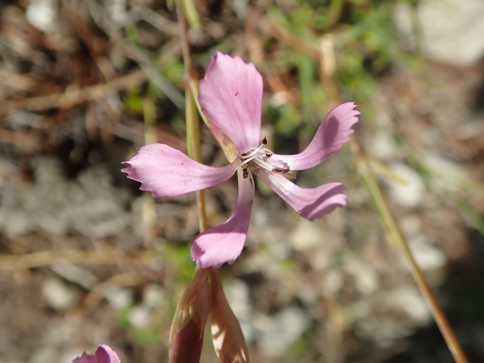Image of Dianthus sp.
